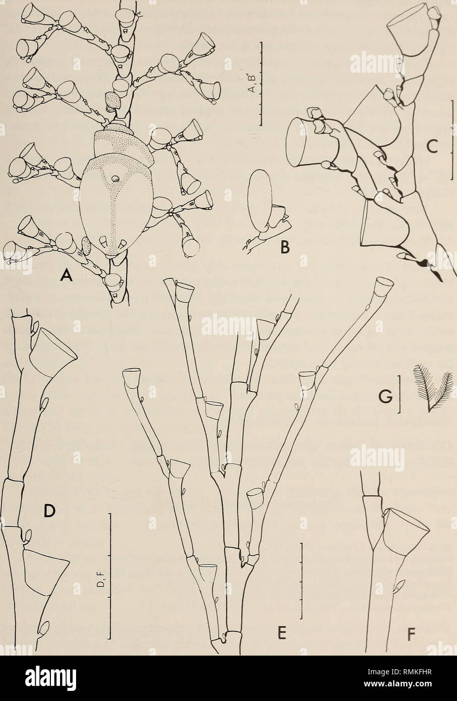 . Annals of the South African Museum = Annale van die Suid-Afrikaanse Museum. Natural history. MONOGRAPH ON THE HYDROIDA OF SOUTHERN AFRICA 371. Fig. 118. Schizotricha St .x. A, anterior view of stem with female gonophores; B, male gonotheca: C, hydroclaaium with branch. Kirchenpaueria irregularis. D and F, parts of hydrocladia; E, stem and origins of hydrocladia: G, stem. Scale: G in cm, the rest in mm/10.. Please note that these images are extracted from scanned page images that may have been digitally enhanced for readability - coloration and appearance of these illustrations may not perfec Stock Photo