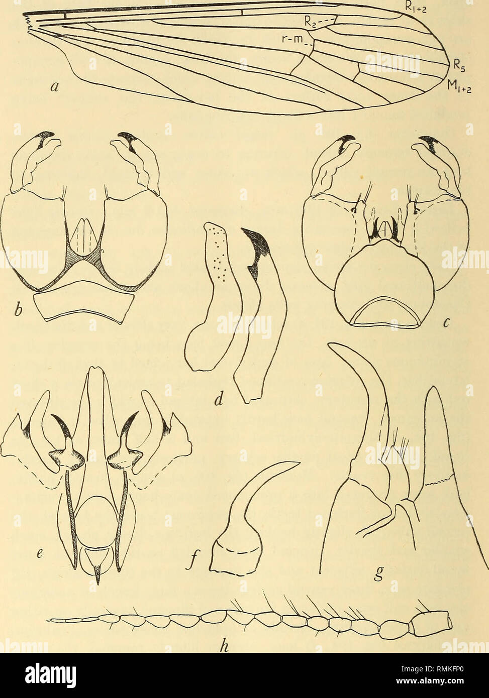 . Annals of the South African Museum = Annale van die Suid-Afrikaanse Museum. Natural history. 318 Annals of the South African Museum.. Fig. 103.—Trimicra inconspicua (Loew). a, wing; b, c, male hypopygium (ventral and dorsal views); d, dististyles (male hypopygium); e, aedeagus (dorsal view); /, gonapophysis; g, female ovipositor (lateral view); h, antenna.. Please note that these images are extracted from scanned page images that may have been digitally enhanced for readability - coloration and appearance of these illustrations may not perfectly resemble the original work.. South African Mus Stock Photo