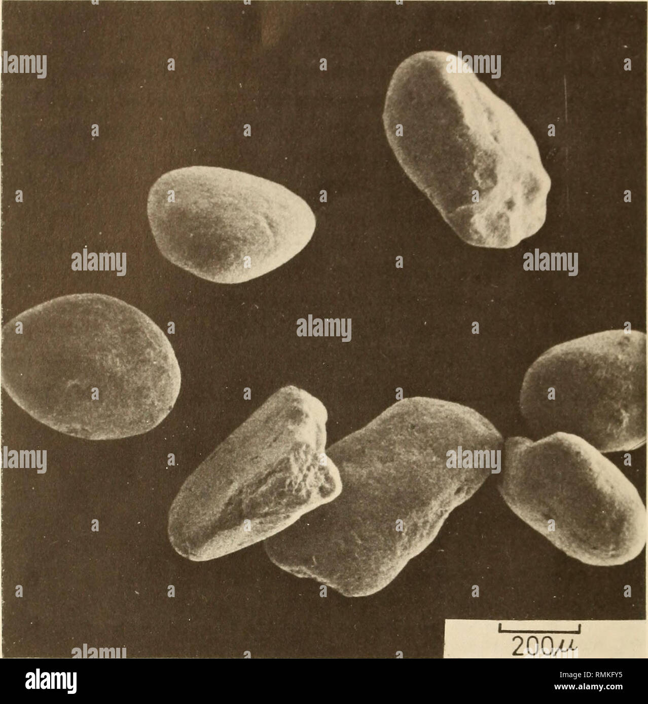 . Annals of the South African Museum = Annale van die Suid-Afrikaanse Museum. Natural history. 222 ANNALS OF THE SOUTH AFRICAN MUSEUM. 200M Fig. 2 Morphology of typical pelletal phosphorite. possibility of coprolites in their sediments. Arakawa (1971) illustrates some faecal pellets of invertebrates which are very similar to those found in the Vars- water Formation. Very rare are some well-rounded pellets composed of aggre- gates of smaller pellets and phosphate cemented. The ovoidal pellets are usually brown, orange or red, but black and green pellets have also been noted. Towards the base of Stock Photo
