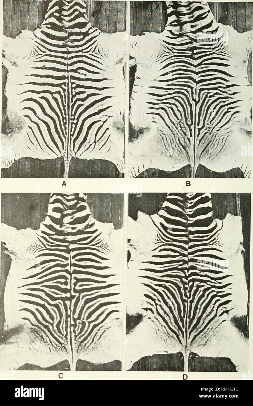 . Annals of the South African Museum = Annale van die Suid-Afrikaanse Museum. Natural history. 38 ANNALS OF THE SOUTH AFRICAN MUSEUM. Fig. 7. Skins of plains zebras from Zululand, 1977. A. Note stripe-reduction, few shadow- stripes. B-D. Note shadow-stripes on neck and stripe-reduction. (B now at South African Museum, ZM38819.). Please note that these images are extracted from scanned page images that may have been digitally enhanced for readability - coloration and appearance of these illustrations may not perfectly resemble the original work.. South African Museum. Cape Town : The Museum Stock Photo