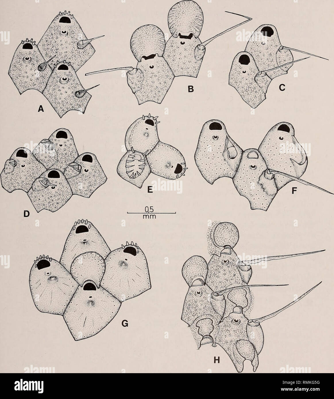 . Annals of the South African Museum = Annale van die Suid-Afrikaanse Museum. Natural history. THE SOUTH AFRICAN MUSEUM'S MEIRING NAUDE CRUISES 83. Fig. 20. A. Microporella sp. B-C. Flustramorpha marginata (Krauss). B. Ovicelled zooids. C. Young zooids, showing shape of primary orifice. D. Flustramorpha flabellaris (Busk). E. Fenestrulina indigena sp. nov., ancestrula and first two zooids. F. Flustramorpha angusta Hayward &amp; Cook, young zooids showing shape of primary orifice. G. Fenestrulina indigena sp. nov., a group of zooids from close to the colony edge. H. Flustramorpha angusta Haywar Stock Photo