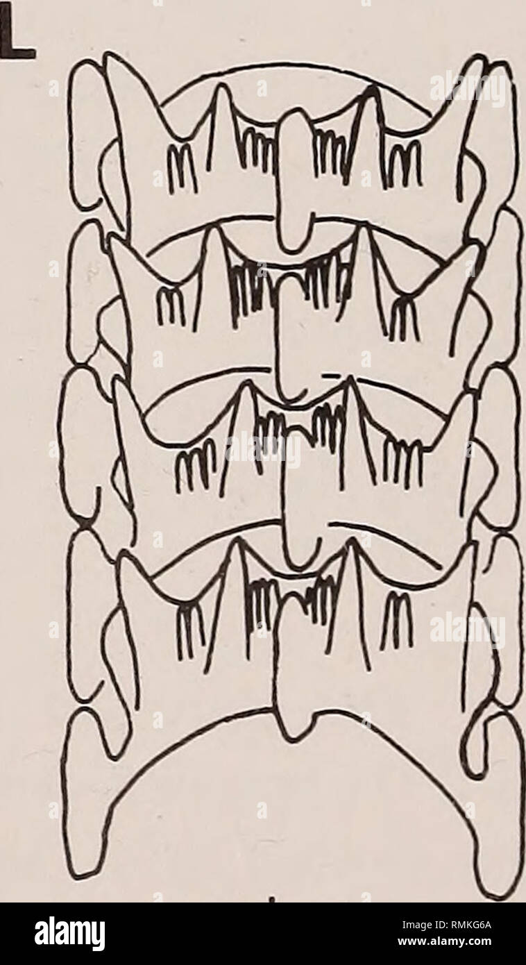. Annals of the South African Museum = Annale van die Suid-Afrikaanse Museum. Natural history. maua. columbiana casha gymnota Fig. 15. Comparison of the radular teeth of Catriona species. A. C. columbiana (after O'Donoghue 1922). B. C. columbiana (after Baba &amp; Hamatani 1963a as Cuthona alpha). C. C. columbiana (after MacFarland 1966 as C. spadix). D. C. columbiana (present study). E. ?C. alpha (after Miller 1977). F. C. oba (after Marcus 1970). G. C. gymnota (after Alder &amp; Hancock 1855). H. C. gymnota (present study). I. C. tema (after Edmunds 1968). J. C. maua (after Marcus &amp; Marc Stock Photo