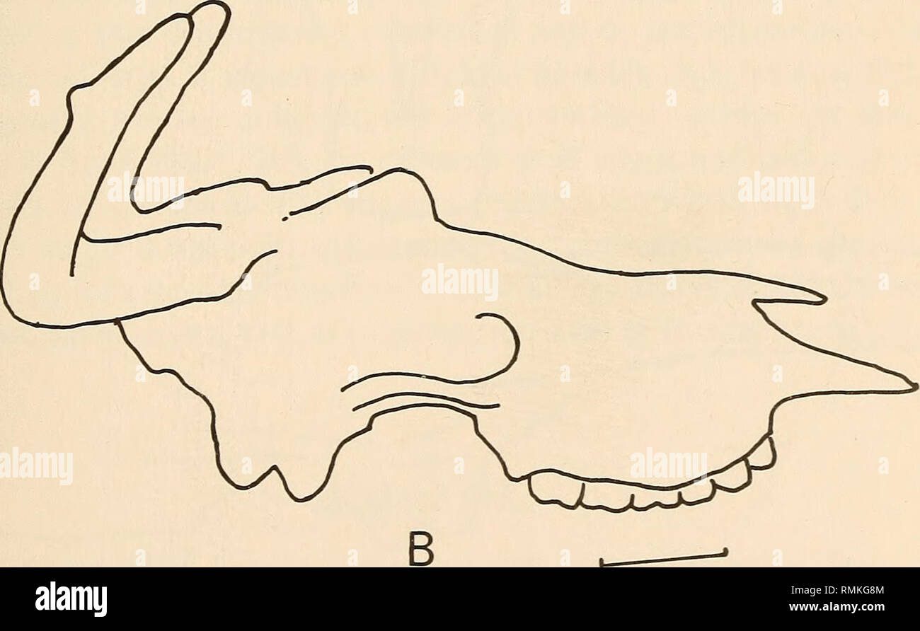 Annals Of The South African Museum Annale Van Die Suid Afrikaanse Museum Natural History Fig 4 Restoration Of Skull Of Sivatherium Maurusium Type B A Dorsal View B Lateral View Scale Annals Of The South African Museum Annale Van Die Suid Afrikaanse Museum Natural History Fig 4 Restoration Of Skull Of Sivatherium Maurusium Type B A Dorsal View B Lateral View Scale