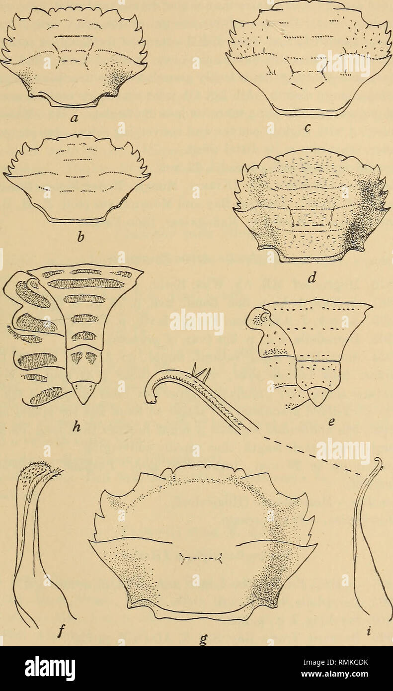 . Annals of the South African Museum = Annale van die Suid-Afrikaanse Museum. Natural history. Descriptive Catalogue of South African Decapod Crustacea. 173. Fig. 33.—Thalamita crenata (Latr.), M. Edw. a, carapace. Thalamita sima M. Edw. b, carapace (after Shen). Thalamita admete (Herbst). c, carapace. Thalamita wood-masoni Ale. d, carapace, e, 3rd-7th abdominal segments &lt;$. /, 1st pleopod &lt;£. Thalamita inhacae n. sp. $. g, carapace. Thalamita delagoae n.sp. &lt;$. h, 3rd-7th abdominal segments &lt;$. i, 1st pleopod &lt;$, with apex further enlarged.. Please note that these images are ex Stock Photo