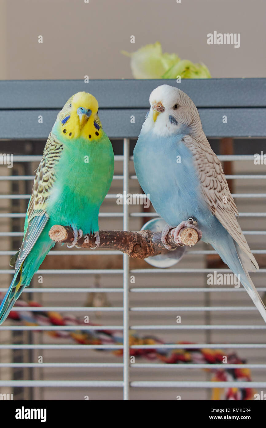 female budgies for sale