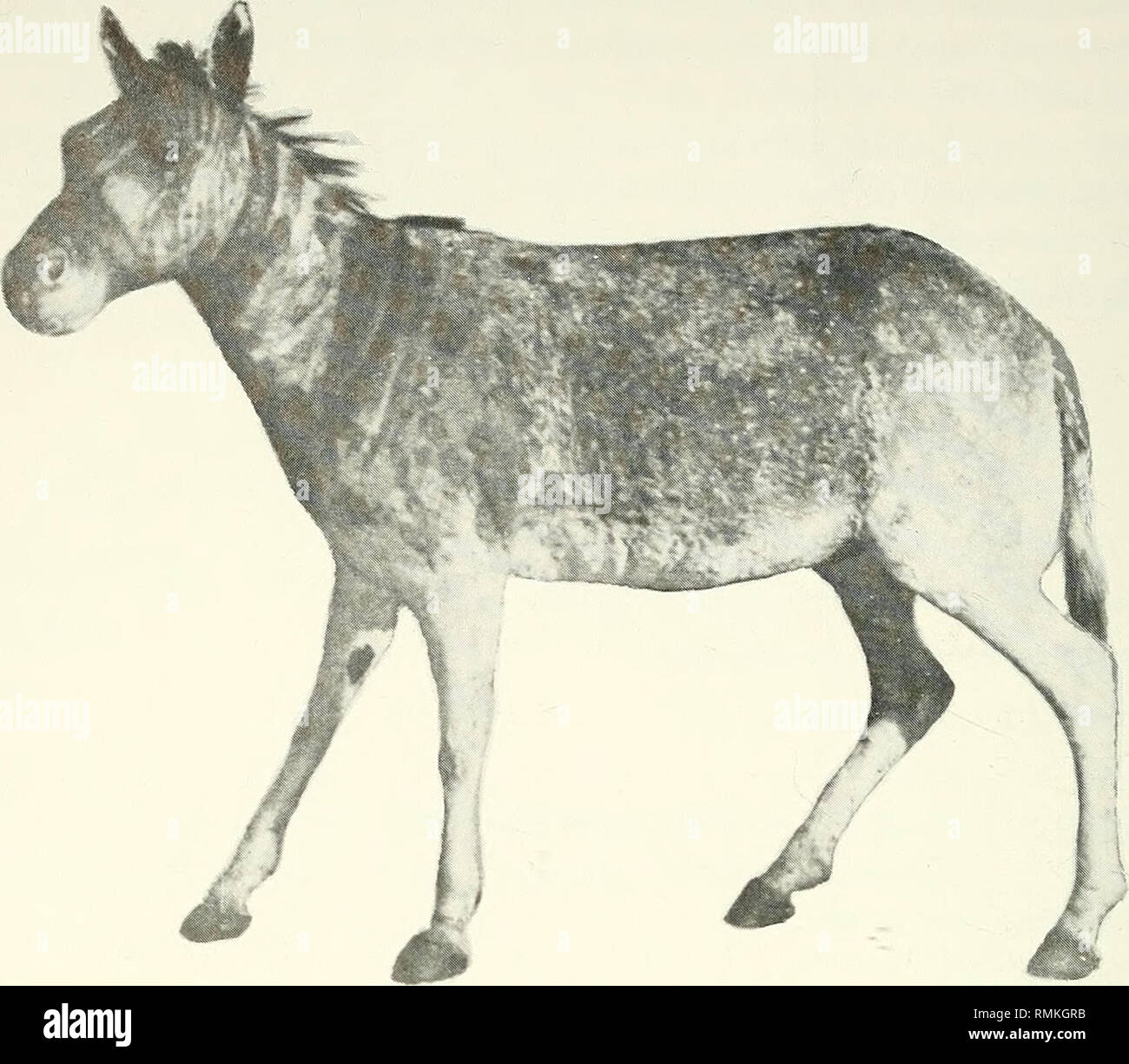 South africa 1970 south african hires stock photography and images Alamy