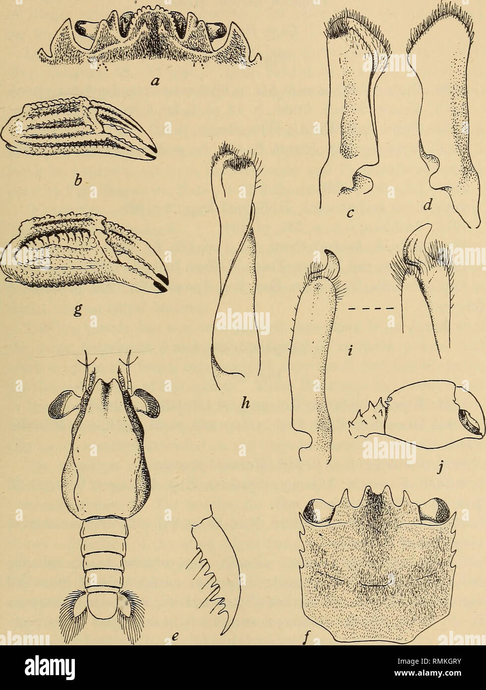 . Annals of the South African Museum = Annale van die Suid-Afrikaanse Museum. Natural history. Descriptive Catalogue of South African Decapod Crustacea. 135. Fig. 26.—Plagusia chabrus (Linn.), a, front of carapace, b, outer surface of chela &lt;J. c, d, dorsal and ventral views of 1st pleopod (J. e, Megalopa stage, with dactyl of walking leg. /, carapace of juvenile in 1st post-larval stage. Plagusia depressa (Fabr.). g, outer surface of chela &lt;J. h, ventral view of 1st pleopod &lt;$. Percnon planissimum (Herbst). i, ventral view of 1st pleopod &lt;$, with dorsal view of apex, j, upper surf Stock Photo