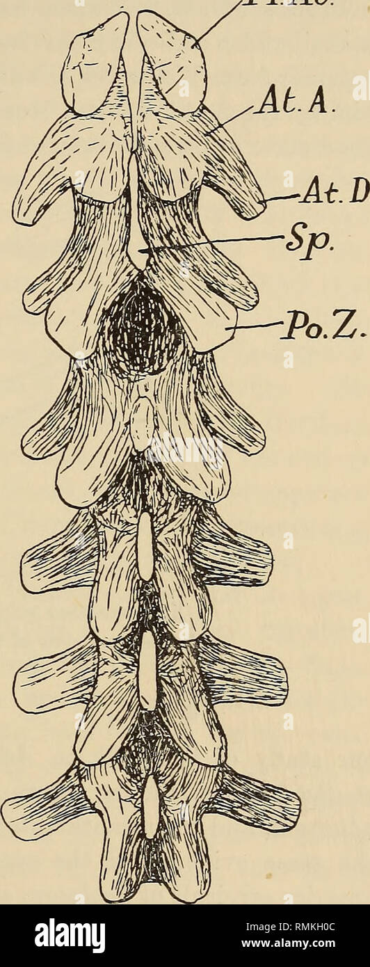 . Annals of the South African Museum = Annale van die Suid-Afrikaanse Museum. Natural history. A Contribution to the Morphology of the Gorgonopsia. 149 Pr.Ai/. xii., 1934. The excellent material now at my disposal fully confirms the views expressed in this paper. In Hipposaurus, Aelurognathus, and Arctognathoides the neck consists of 7 vertebrae. In Hipposaurus and Aelurognathus the shoulder- girdle is preserved in natural relation to the vertebral column so that this important point in the determina- tion of the cervical series is known. In addition the presence of inter- centra in the first  Stock Photo