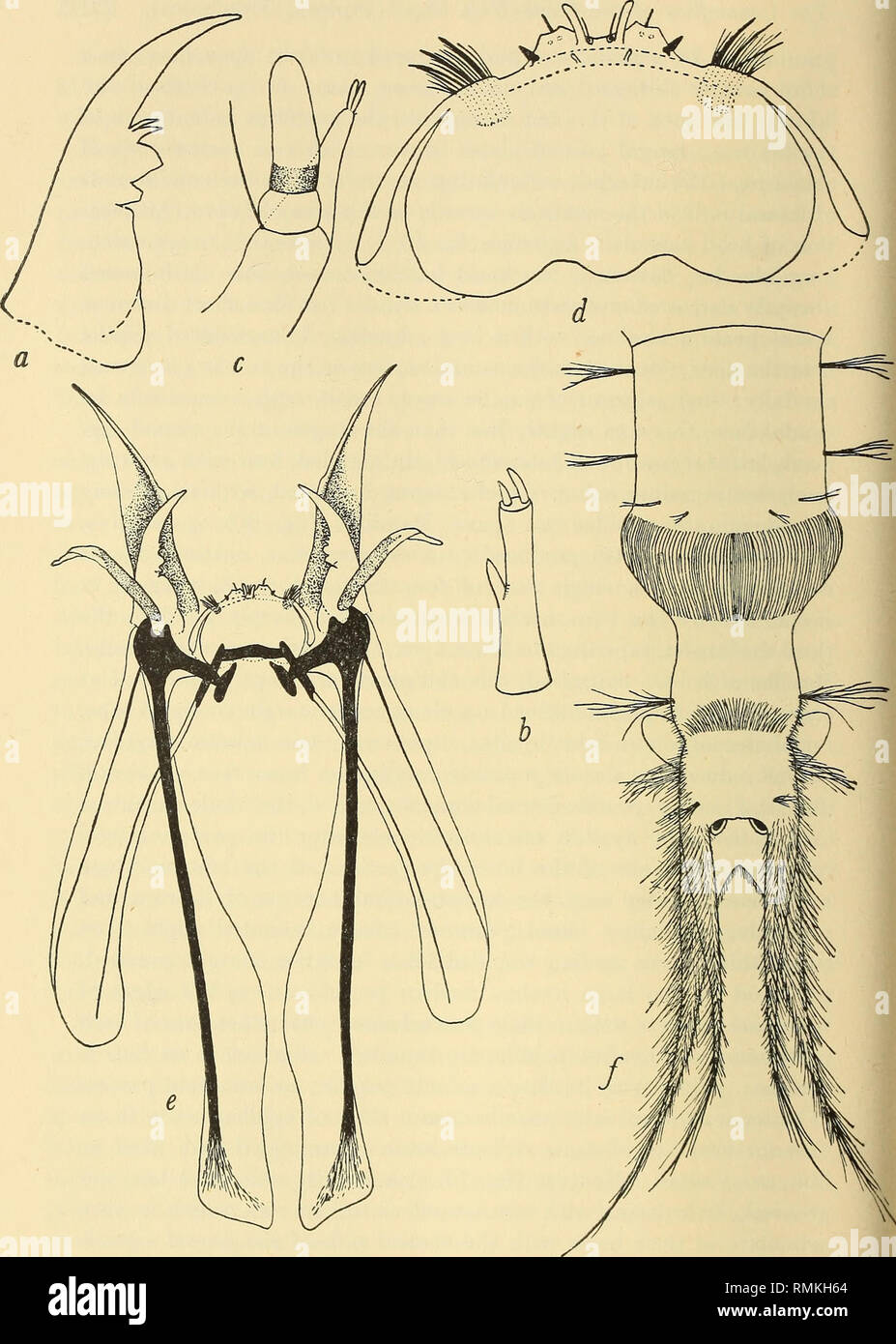 . Annals of the South African Museum = Annale van die Suid-Afrikaanse Museum. Natural history. Fig. 70.—Larva of Limnophila dubiosa Alex, a, mandible; 6, antenna; c, tip of maxilla; d, labrum (dorsal view); e, head capsule (ventral view); /, end of abdomen (dorsal view).. Please note that these images are extracted from scanned page images that may have been digitally enhanced for readability - coloration and appearance of these illustrations may not perfectly resemble the original work.. South African Museum. Cape Town : The Museum Stock Photo