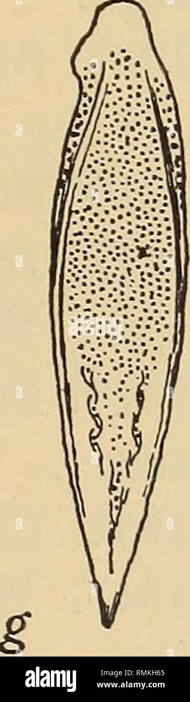 . Annals of the South African Museum = Annale van die Suid-Afrikaanse Museum. Natural history. Fig. 17.—Ocypode cordimanus Desm. a, front of carapace, b, front view of dactyl of 2nd leg. Ocypode ceratophthalmus (Pallas), c, front of carapace, d, stridulating ridge on inside of palm of larger chela. Ocypode huhlii de Haan. e, front of carapace. /, stridulating ridge on inside of palm of larger chela, g, front view of dactyl of 2nd leg. (In b and g the dots represent sockets of hairs. In d and/ the finger is not fully drawn in.) margins of 4th joint, inner margin of 5th, and lower margin of 6th  Stock Photo