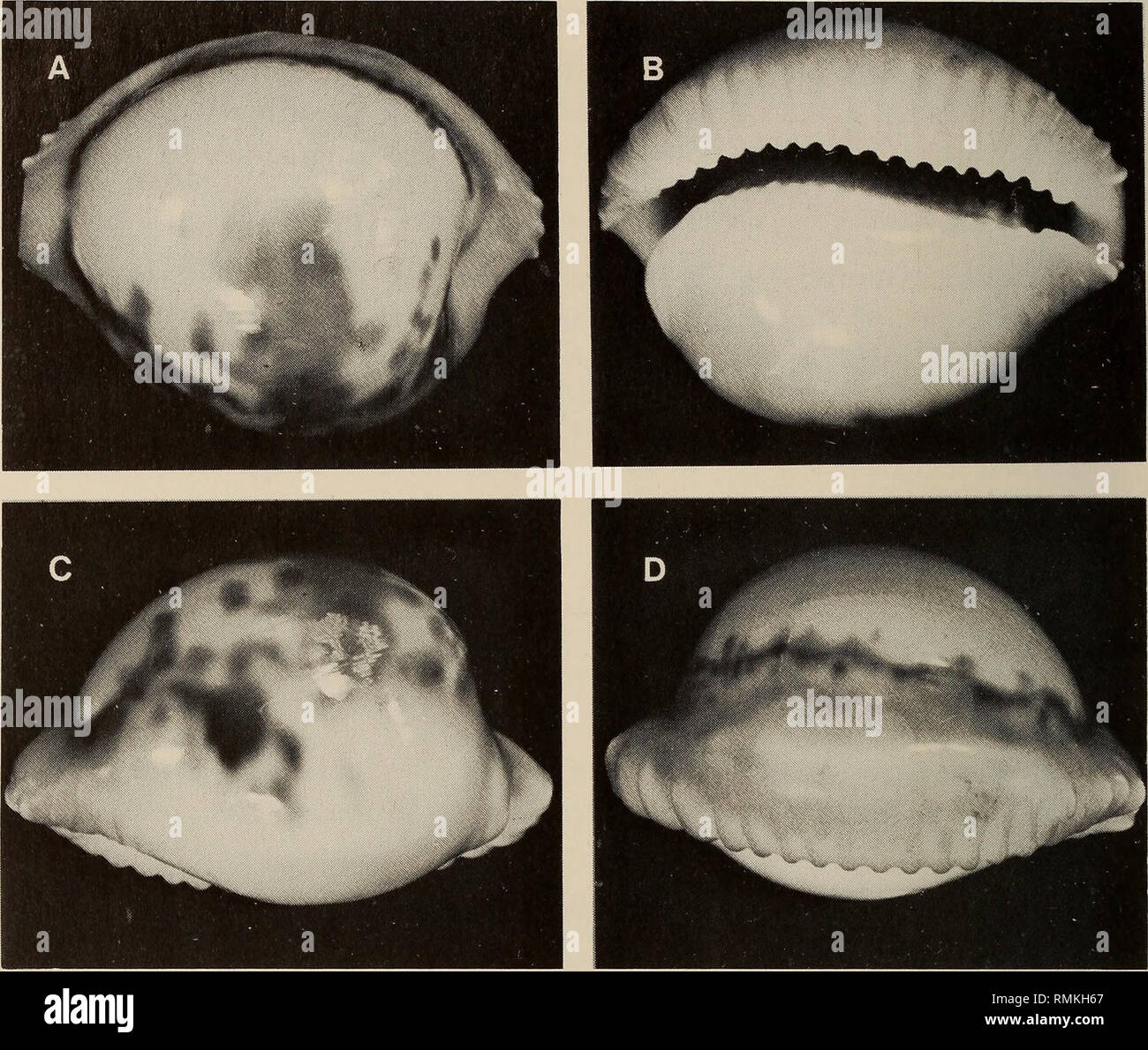 Pigmented shell hi-res stock photography and images - Alamy