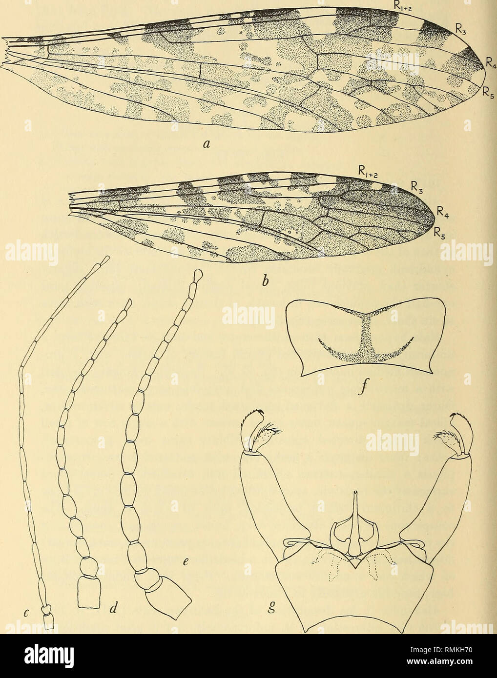 . Annals of the South African Museum = Annale van die Suid-Afrikaanse Museum. Natural history. 218 Annals of the South African Museum.. Fig. 69.—Limnophila dubiosa Alex, a, wing of male and &quot;major&quot; female; b, wing of &quot;minor&quot; female; c, male antenna; d, &quot;major&quot; female antenna; e, &quot;minor&quot; female antenna; /, ninth sternite (ventral view); g, male hypopygium (dorsal view).. Please note that these images are extracted from scanned page images that may have been digitally enhanced for readability - coloration and appearance of these illustrations may not perfe Stock Photo