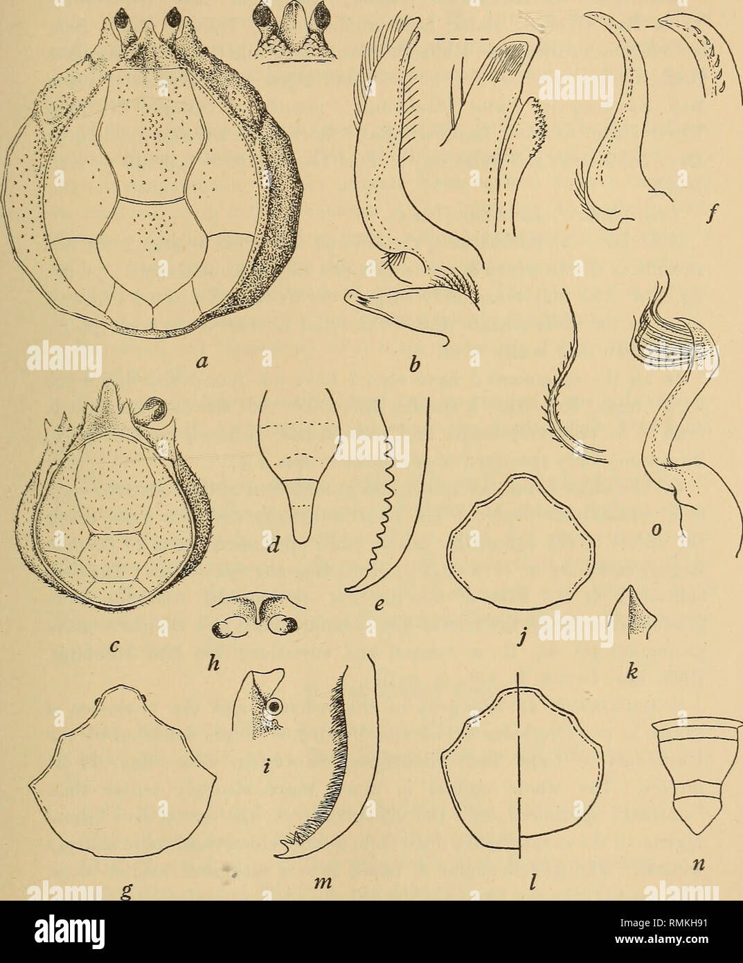 . Annals of the South African Museum = Annale van die Suid-Afrikaanse Museum. Natural history. Descriptive Catalogue of South African Decapod Crustacea. 69. Fig. 15.—Hymenosoma orbiculare Desm. a, carapace, with variation of rostrum. b, 1st and 2nd pleopods &lt;J, apex of former further enlarged. Ehynchoplax bovis Brnrd tooth, d, abdomen of &lt;£. c, carapace, left eye omitted to show infra-orbital e, dactyl of walking leg, plumose setae omitted. /, 1st pleopod $. g, carapace of $ (Zululand). h, i, ventral and lateral j, carapace of $ (Port Alfred). k, lateral view of rostrum of this $. I, car Stock Photo