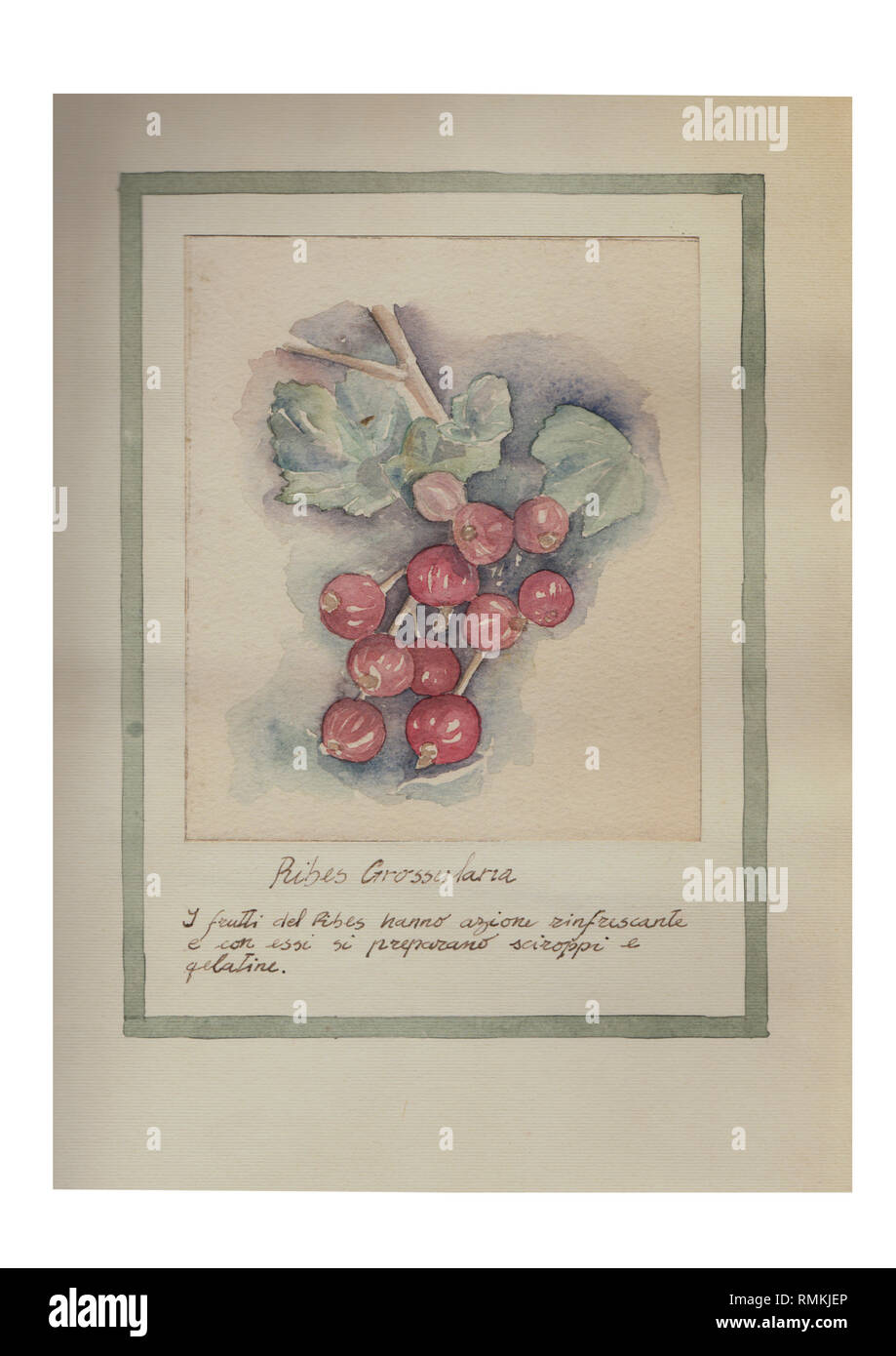 The fruits of the Ribes have refreshing and with them prepare syrups Hand drawn watercolor painting decorative -Ribes Grossularia Stock Photo