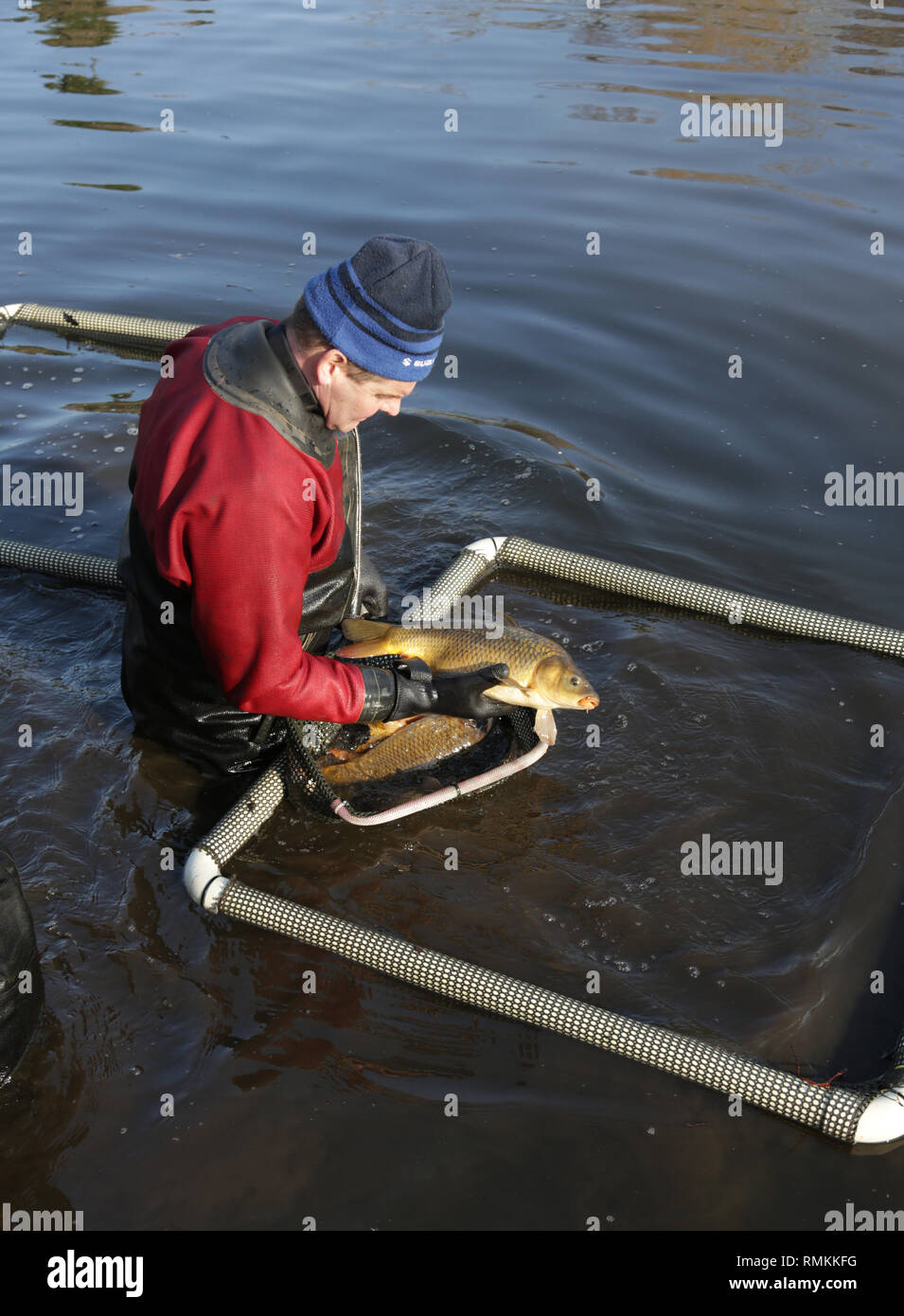 The Environment agency carrying out fish health checks in a lake in Mary Stevens park, Stourbridge, UK. Stock Photo