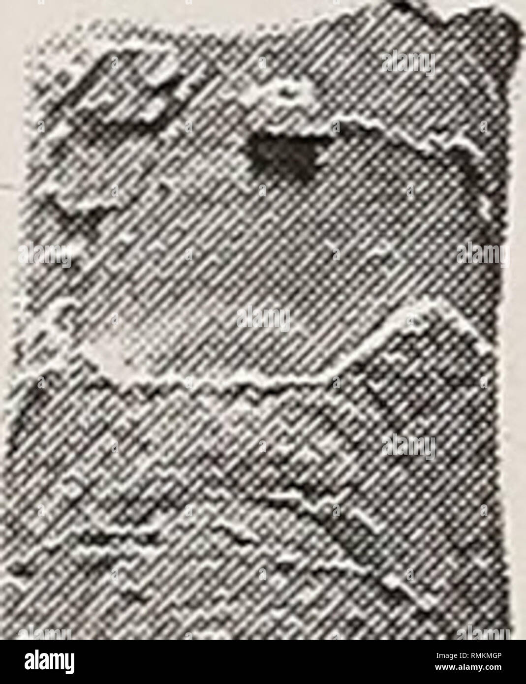 . Annals of the South African Museum = Annale van die Suid-Afrikaanse Museum. Natural history. 100 ANNALS OF THE SOUTH AFRICAN MUSEUM. B Fig. 76. Baculites codyensis Reeside, 1927a. From Marias J*iver Shale, Santonian, USGS Mesozoic locality 21425, east bank of Marias River, 18.15 km (11 miles) south-west of Shelby in WV* NEK SE14 sec. 14, T. 31 N., R. 4 W., Toole County, Montana. A-C. USNM 506266, well-preserved individual with shell present, showing normal ornament and growth lines. D-F. USNM 507267, example with well-developed wrinkles affecting whole of shell surface, and also present on i Stock Photo