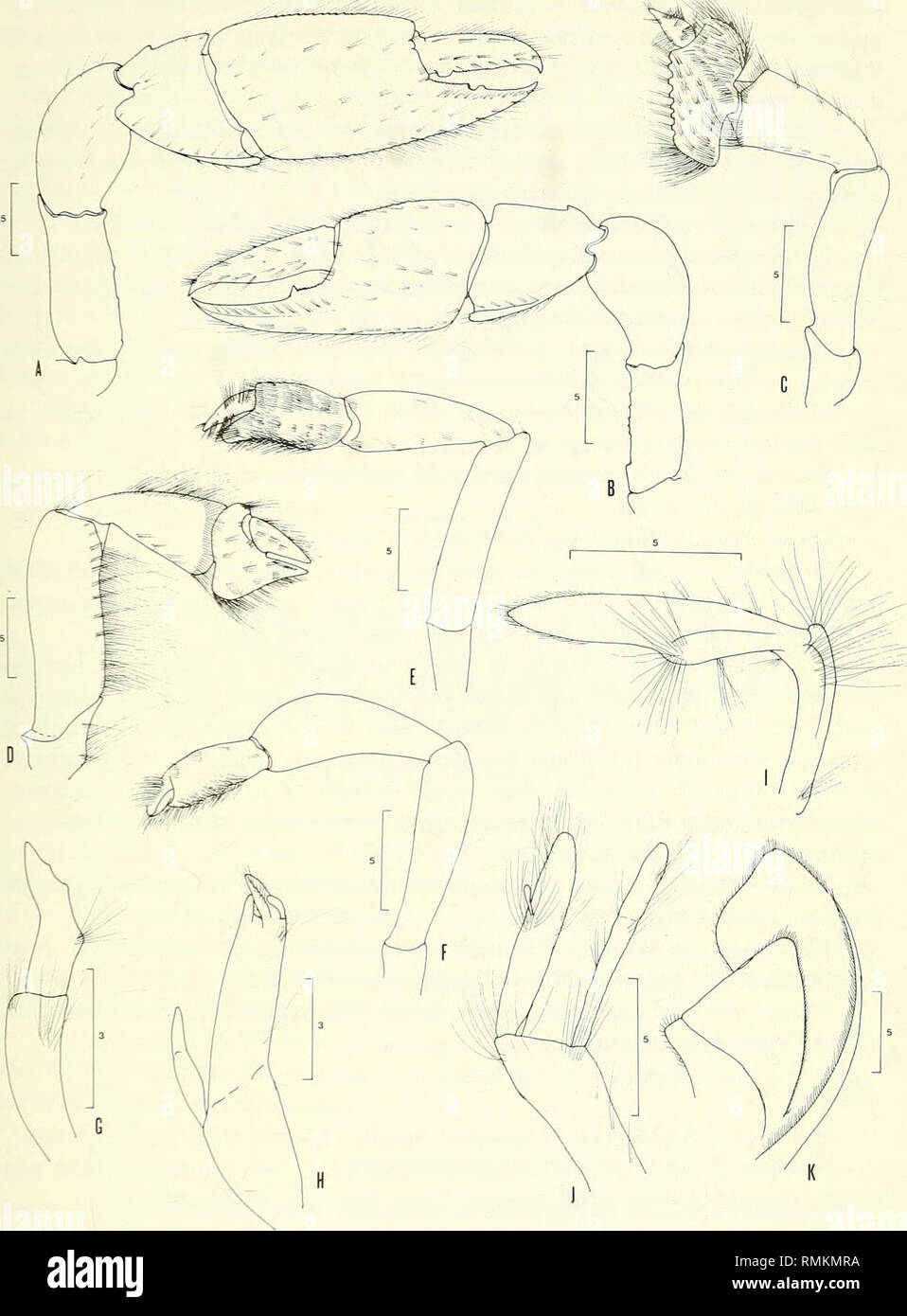 . Annals of the South African Museum = Annale van die Suid-Afrikaanse Museum. Natural history. RECORDS OF MUD-PRAWNS FROM SOUTH AFRICA AND MAURITIUS 55. Fig. 5. Callianassa pixii sp. n. A. Larger cheliped g. B. Smaller cheliped c?. C. Third pereiopod. D. Second pereiopod. E. Fourth pereiopod. F. Fifth pereiopod. G. First pleopod &lt;$. H. Second pleopod o. I. First pleopod ?. J. Second pleopod ?. K. Third pleopod c?.. Please note that these images are extracted from scanned page images that may have been digitally enhanced for readability - coloration and appearance of these illustrations may  Stock Photo