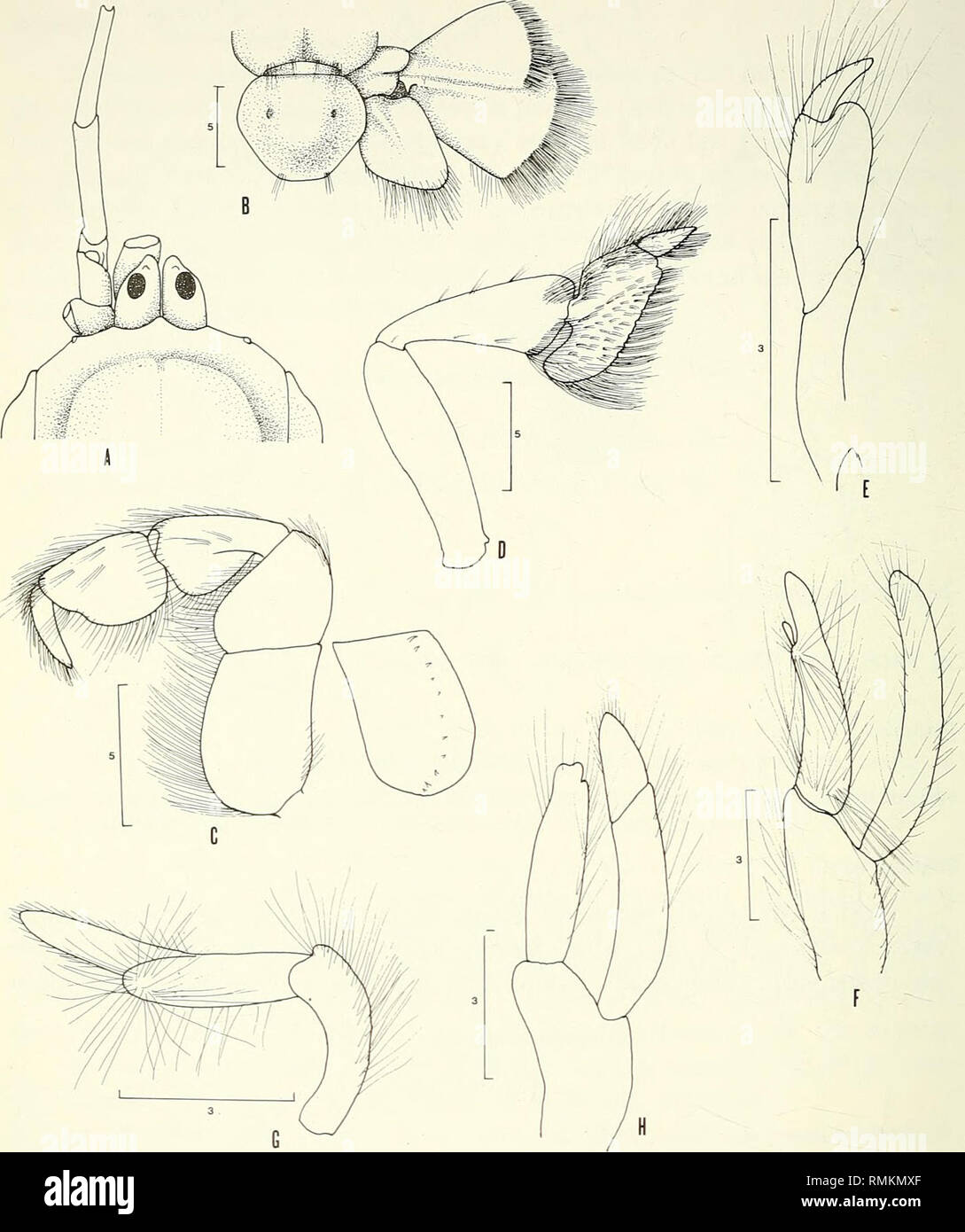 . Annals of the South African Museum = Annale van die Suid-Afrikaanse Museum. Natural history. 52 ANNALS OF THE SOUTH AFRICAN MUSEUM. Fig. 3. Callianassa mauritiana A. Anterior carapace, eystalks, and antennae in dorsal view. B. Telson and uropod. C. Third maxilliped, with inner view of ischium. D. Third pereiopod. E. First pleopod $. F. Second pleopod $. G. First pleopod ?. H. Second pleopod ?.. Please note that these images are extracted from scanned page images that may have been digitally enhanced for readability - coloration and appearance of these illustrations may not perfectly resemble Stock Photo