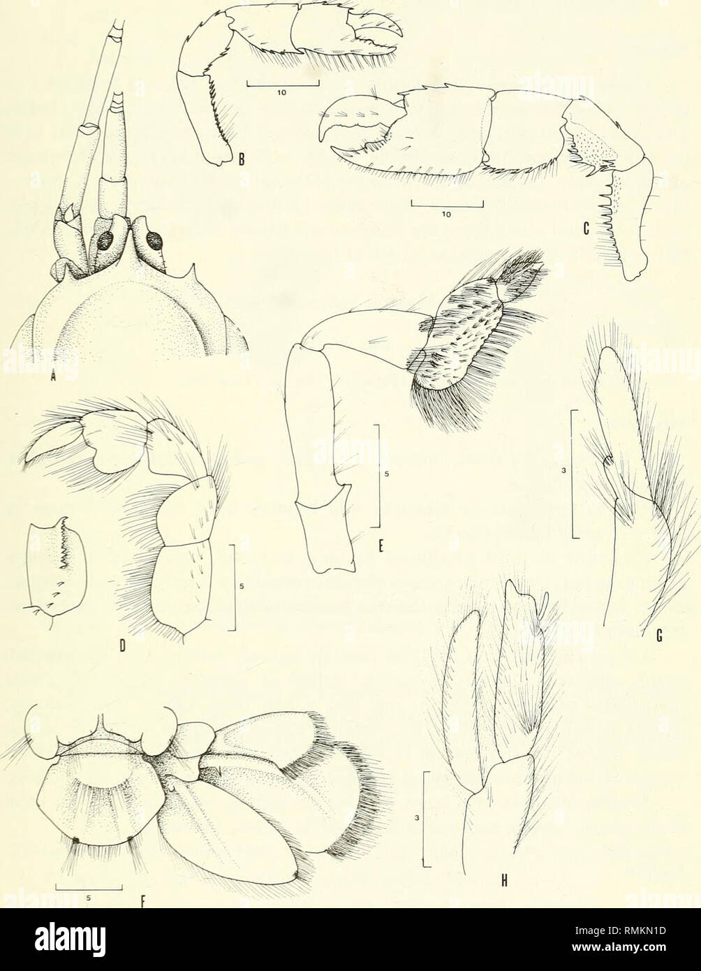 . Annals of the South African Museum = Annale van die Suid-Afrikaanse Museum. Natural history. RECORDS OF MUD-PRAWNS FROM SOUTH AFRICA AND MAURITIUS 49. Fig. 1. Callianassa armata $ A. Anterior carapace, eyestalks, and antennae in dorsal view. B. Smaller cheliped. C. Larger cheliped. D. Third maxilliped, with inner view of ischium. E. Third pereiopod. F. Telson and uropod. G. First pleopod. H. Second pleopod.. Please note that these images are extracted from scanned page images that may have been digitally enhanced for readability - coloration and appearance of these illustrations may not perf Stock Photo