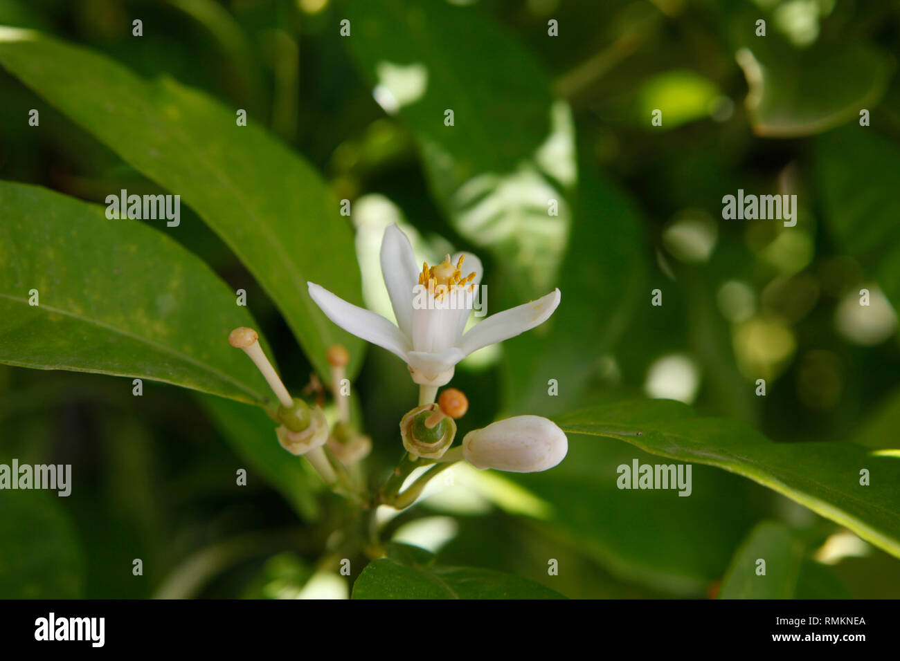 White flower of orange trees Stock Photo
