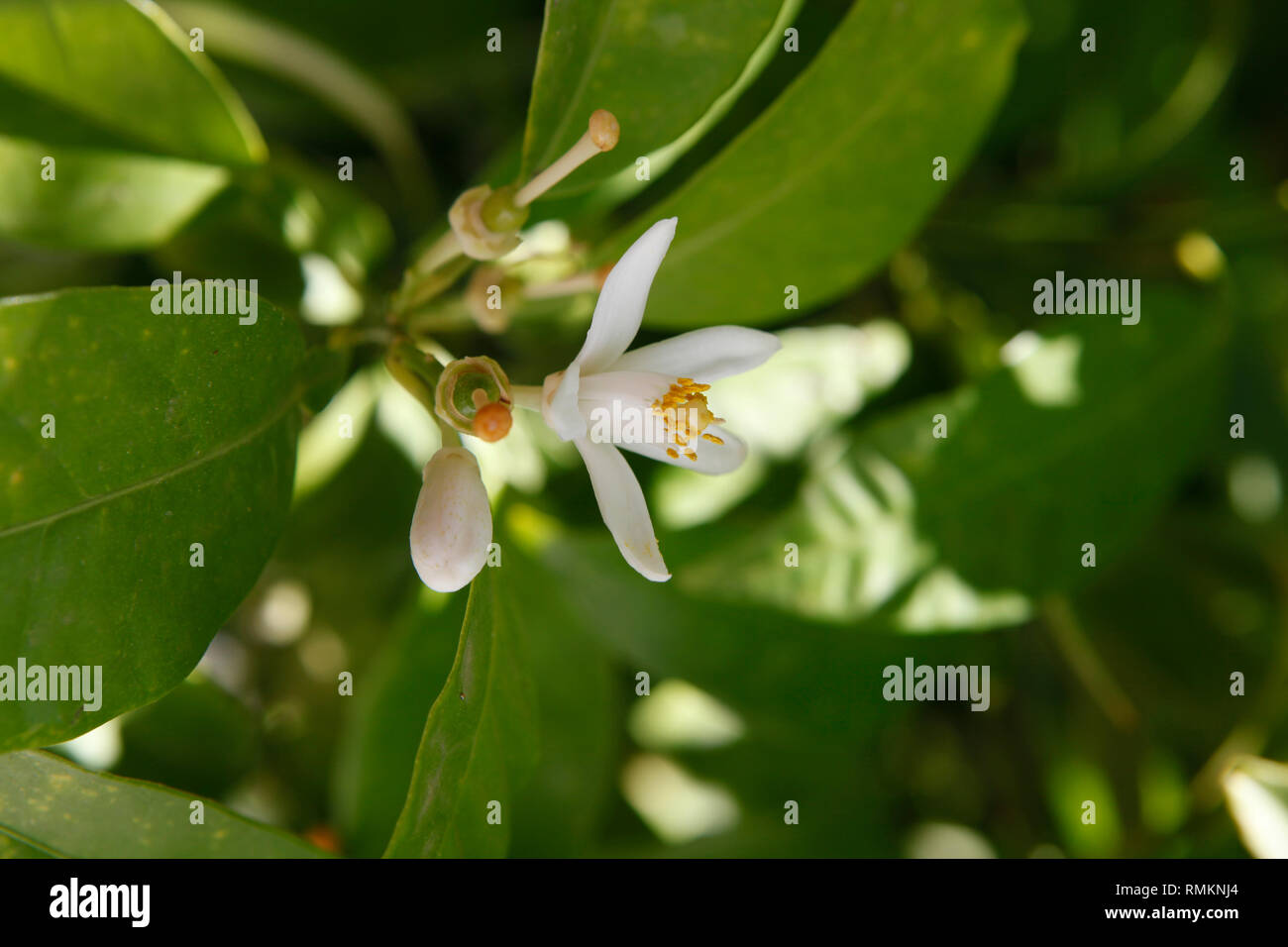 White flower of orange trees Stock Photo