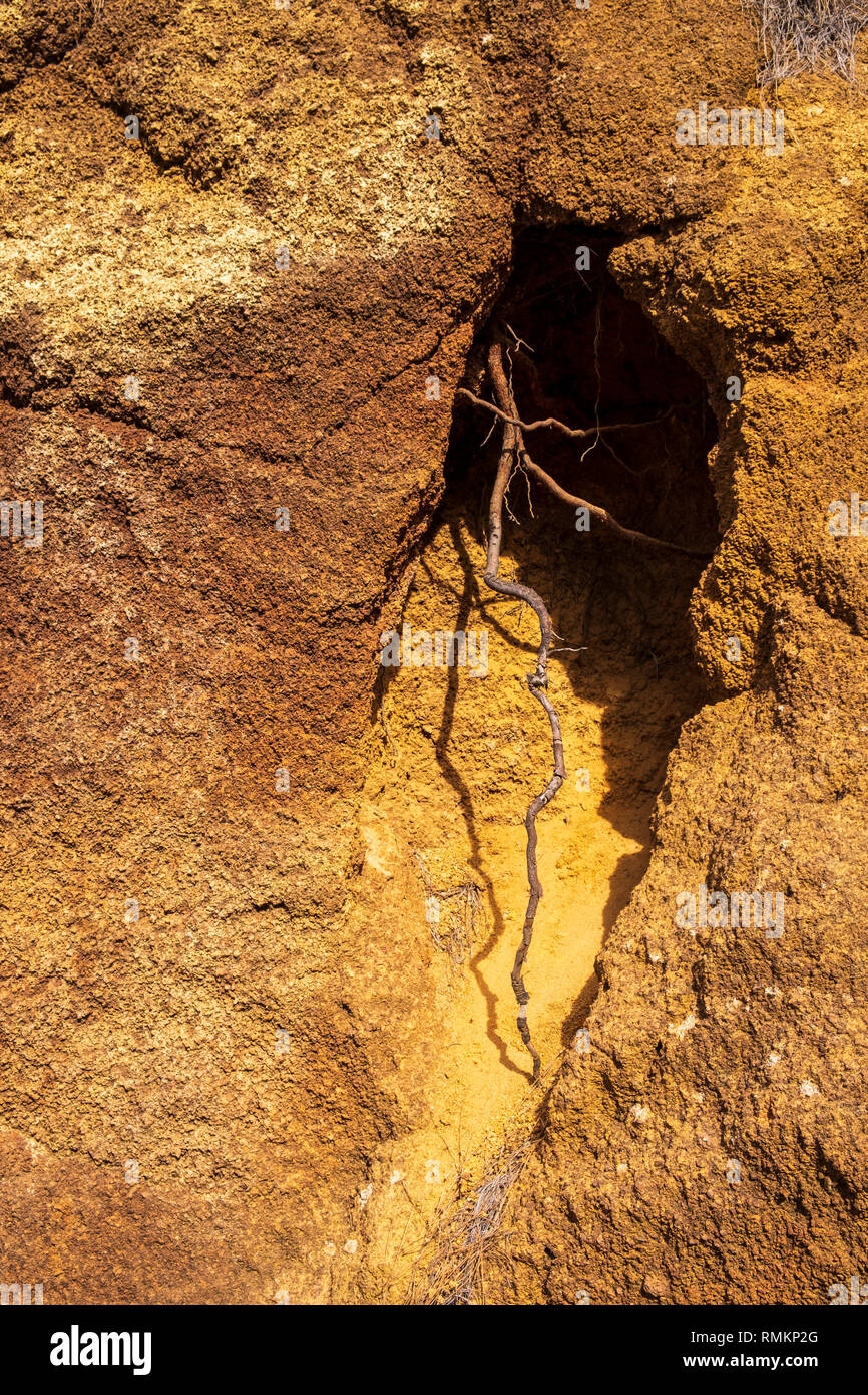 Eroded Tree Roots Roots from a tree exposed in the sandy soil where it has eroded Stock ...