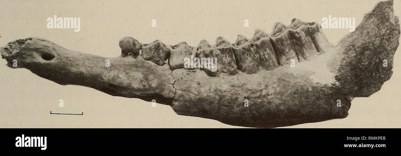 . Annals of the South African Museum = Annale van die Suid-Afrikaanse Museum. Natural history. Fig. 10. Simatherium demissum. L25861, occlusal view of right upper cheek tooth-row. L45001, holotype, occlusal view of left lower cheek tooth-row. Scale = 25 mm.. Fig.l Simatherium demissum. L45001, holotype. Lateral view of left mandible. Scale = 25 mm. Internal sinuses of frontals and horn pedicels reaching as much as 15 mm above the top of the pedicels, small supraorbital pits, frontals not raised between horn-core bases and no higher than dorsal part of orbital rims, dorsal part of orbital rims  Stock Photo