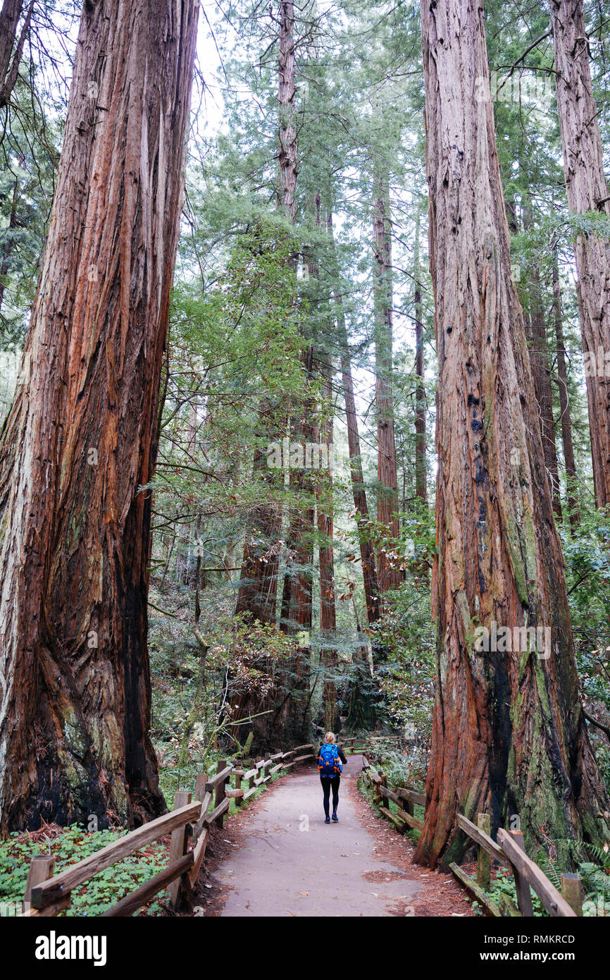 A girl walks along two giant trees in the Redwood National Forest in California Stock Photo