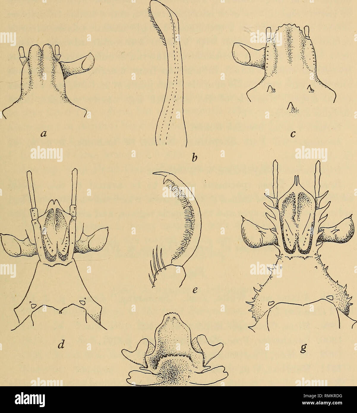 . Annals of the South African Museum = Annale van die Suid-Afrikaanse Museum. Natural history. Descriptive Catalogue of South African Decapod Crustacea. 21. / Fig. 3.—Achaeus lacertosus Stimpson. a, rostrum &lt;$. b, ventral view of left 1st pleopod $ (curves inwards towards its fellow). Achaeus cf. laevioculis Miers. c, rostrum $. Achaeus cf. affinis Miers. d, ventral surface of rostrum &lt;J. e, dactyl of 4th or 5th leg (some setae on apex of 6th joint omitted). /, sternum $ between chelipeds. Achaeus cf. lorina (Ad. &amp; White), g, ventral surface of rostrum &lt;£. (In d and g only basal j Stock Photo