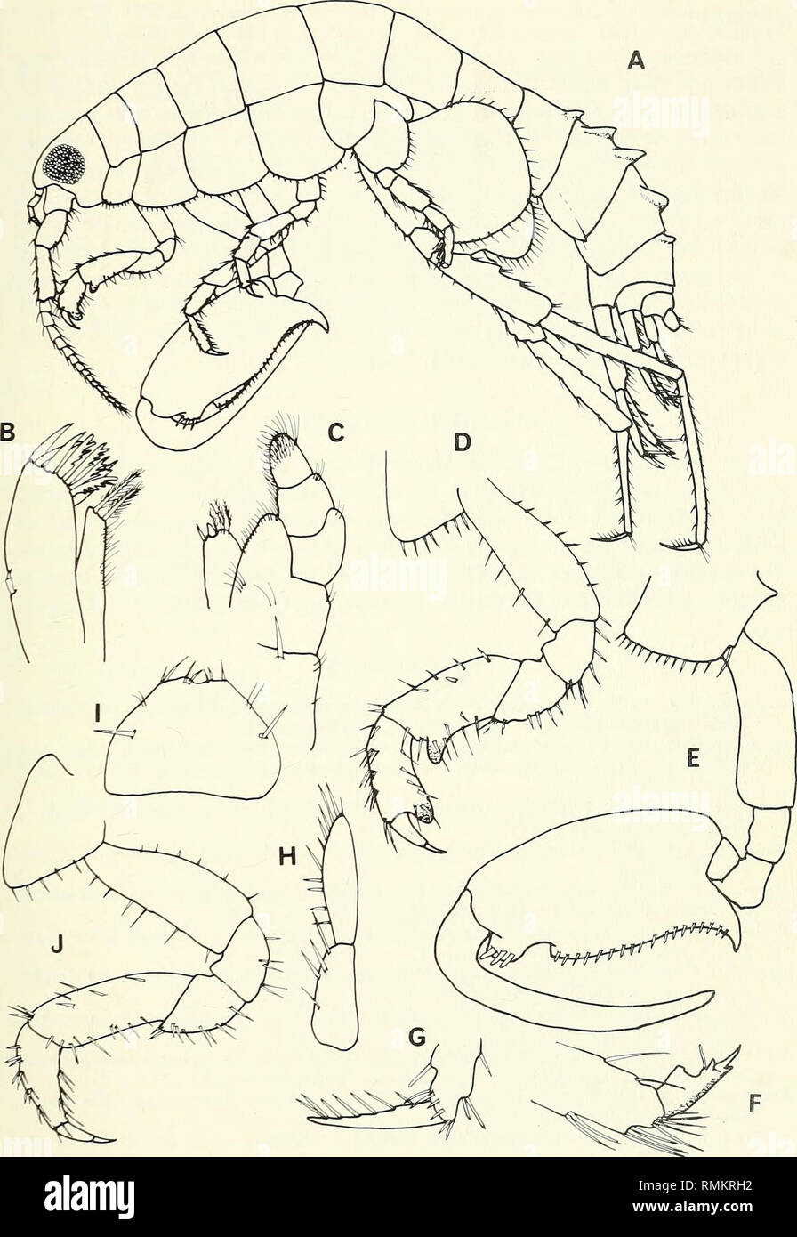 . Annals of the South African Museum = Annale van die Suid-Afrikaanse Museum. Natural history. SOME NEW AND NOTABLE AMPHIPODA FROM SOUTHERN AFRICA 33. Fig. 12. Talorchestia skoogi Stebbing, 1922. Male, 10 mm. A. Lateral aspect. B. Maxilla 1. C. Maxilliped. D-E. Gnathopods 1, 2. F-G. Dactyl of pereiopods 2, 5. H. Uropod 3. I. Telson. Female, 8 mm. J. Gnathopod 1.. Please note that these images are extracted from scanned page images that may have been digitally enhanced for readability - coloration and appearance of these illustrations may not perfectly resemble the original work.. South African Stock Photo