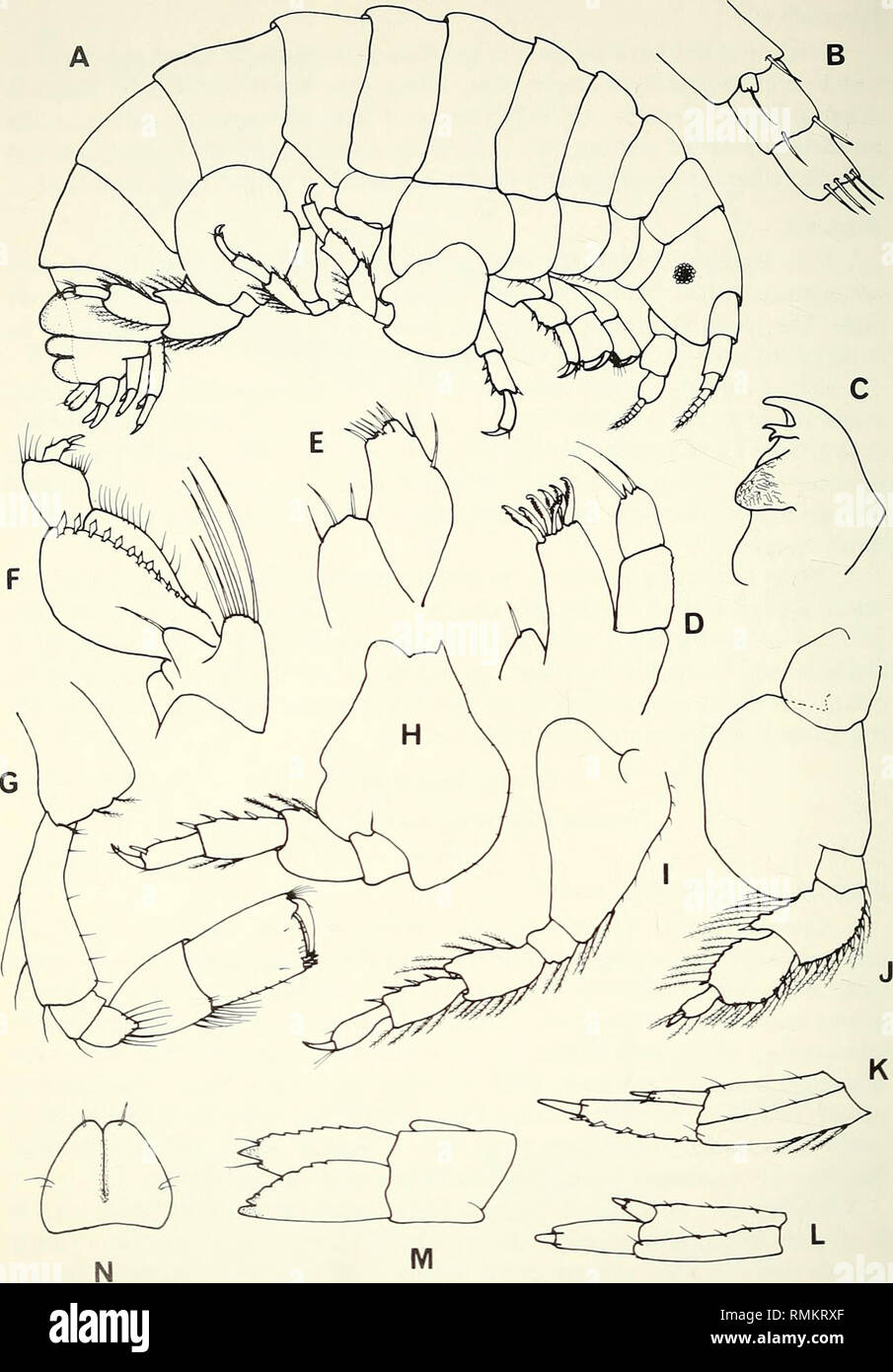 . Annals of the South African Museum = Annale van die Suid-Afrikaanse Museum. Natural history. 22 ANNALS OF THE SOUTH AFRICAN MUSEUM. Fig. 6. Guernea (Guernea) tumulosa sp. nov. Female, 2 mm. A. Lateral aspect. B. Accessory flagellum. C. Mandible. D-E. Maxillae 1, 2. F. Maxilliped. G. Gnathopod 2. H-J. Pereiopods 3, 4, 5. K-M. Uropods 1, 2, 3. N. Telson.. Please note that these images are extracted from scanned page images that may have been digitally enhanced for readability - coloration and appearance of these illustrations may not perfectly resemble the original work.. South African Museum. Stock Photo