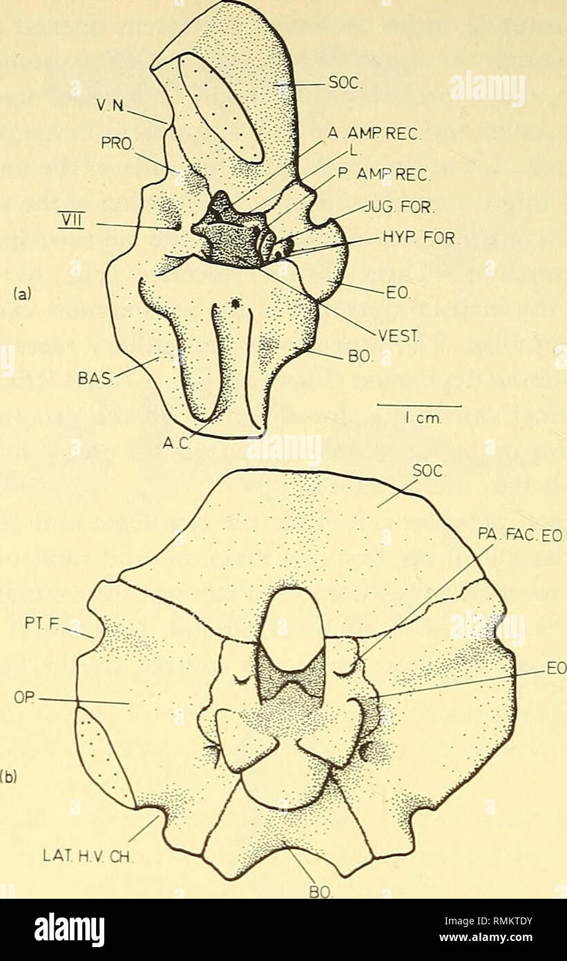 Annals Of The South African Museum Annale Van Die Suid Afrikaanse Museum Natural History 170 Annals Of The South African Museum Fig 10 Lystrosaurus Sp S A M No A Inner View Annals Of The South African Museum Annale Van Die Suid Afrikaanse Museum Natural History 170 Annals Of The South African Museum Fig 10 Lystrosaurus Sp S A M No A Inner View
