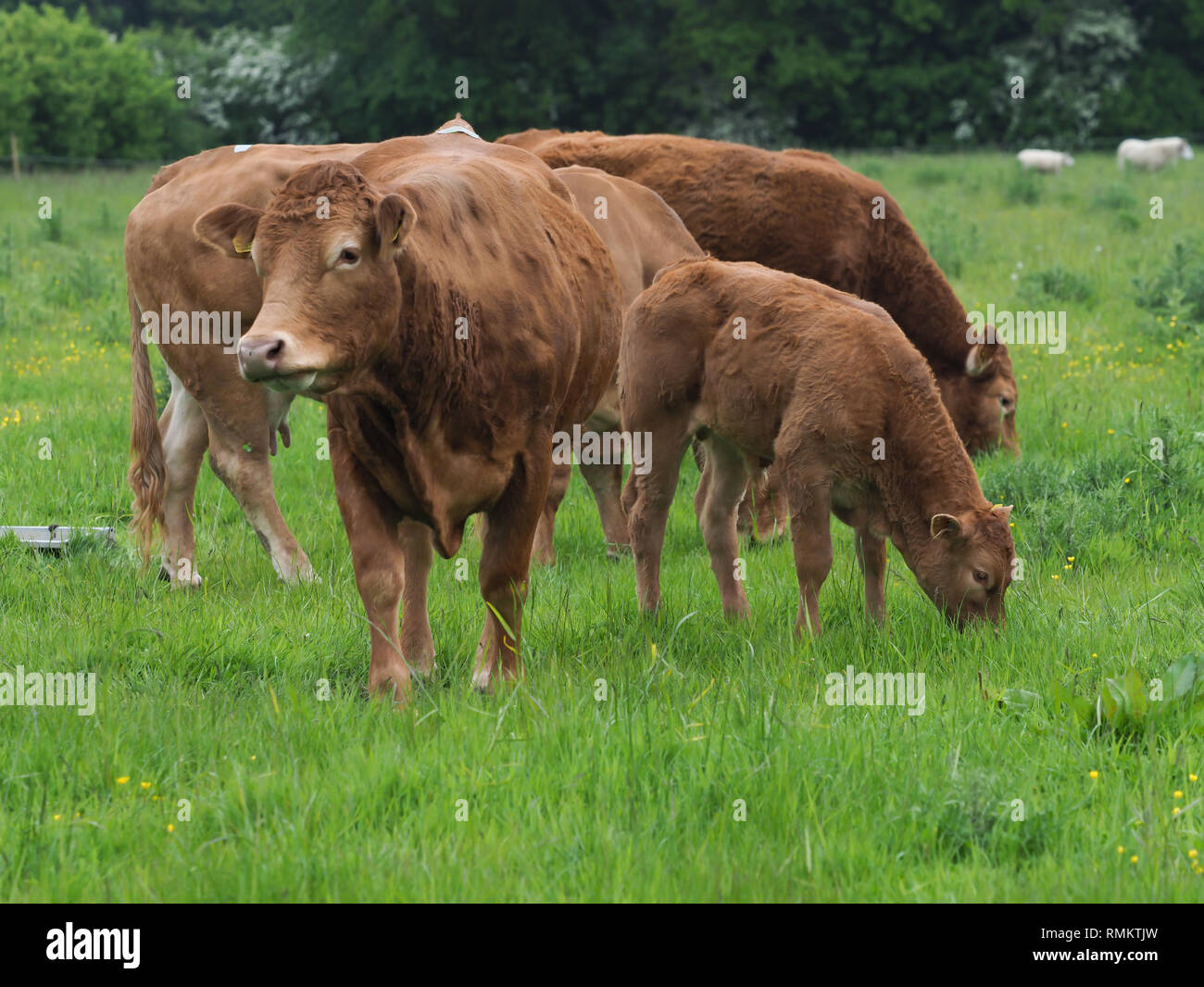 A cow and her calf graze in a summer meadow Stock Photo - Alamy