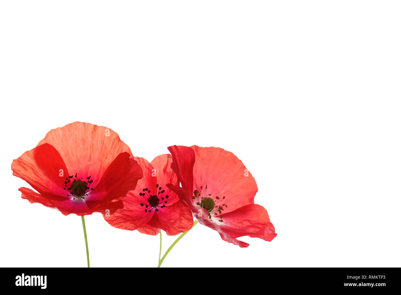 Macro red white poppy Cut Out Stock Images & Pictures - Alamy