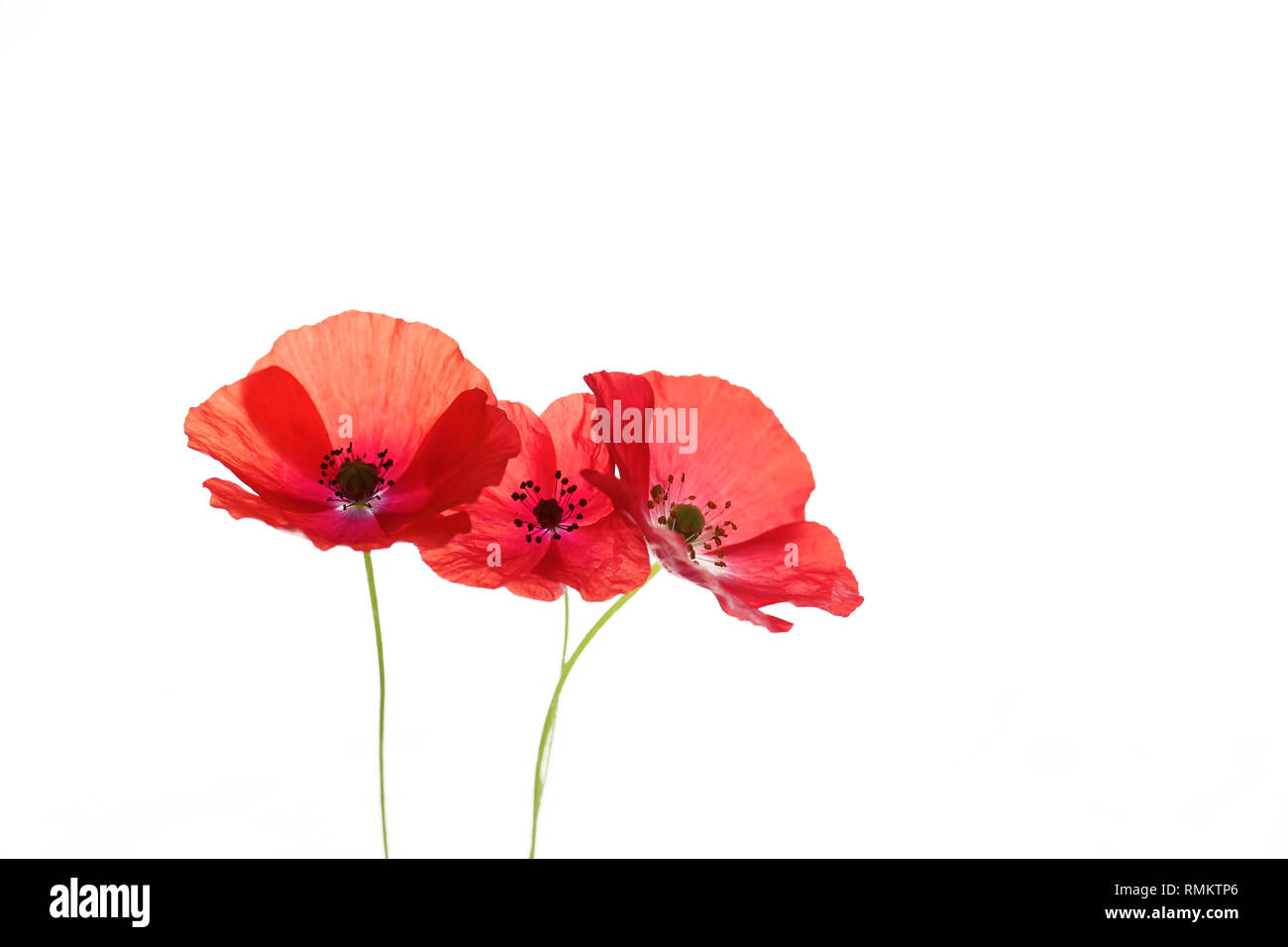 Macro red white poppy Cut Out Stock Images & Pictures - Alamy