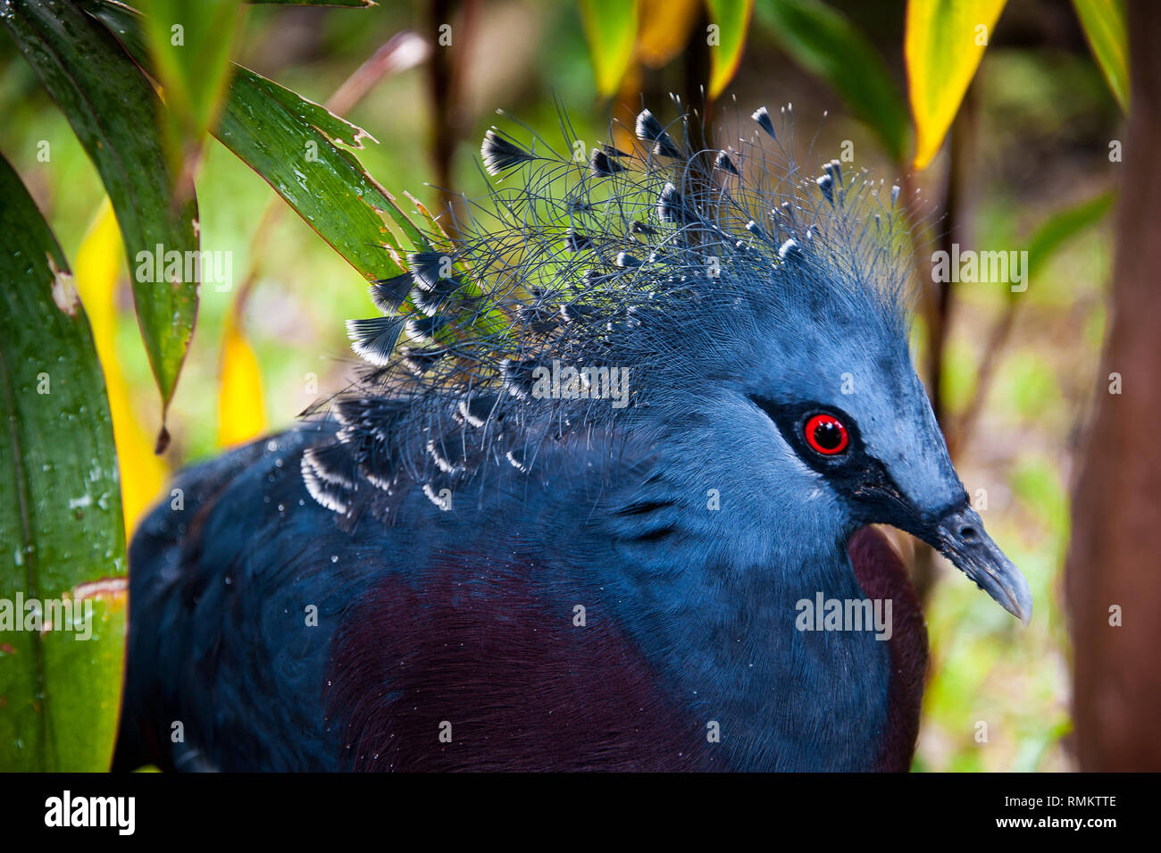 Portrait of a Western crowned pidgeon or blue crowned pidgeon (Goura cristata) showing detail in the crest feathers Stock Photo