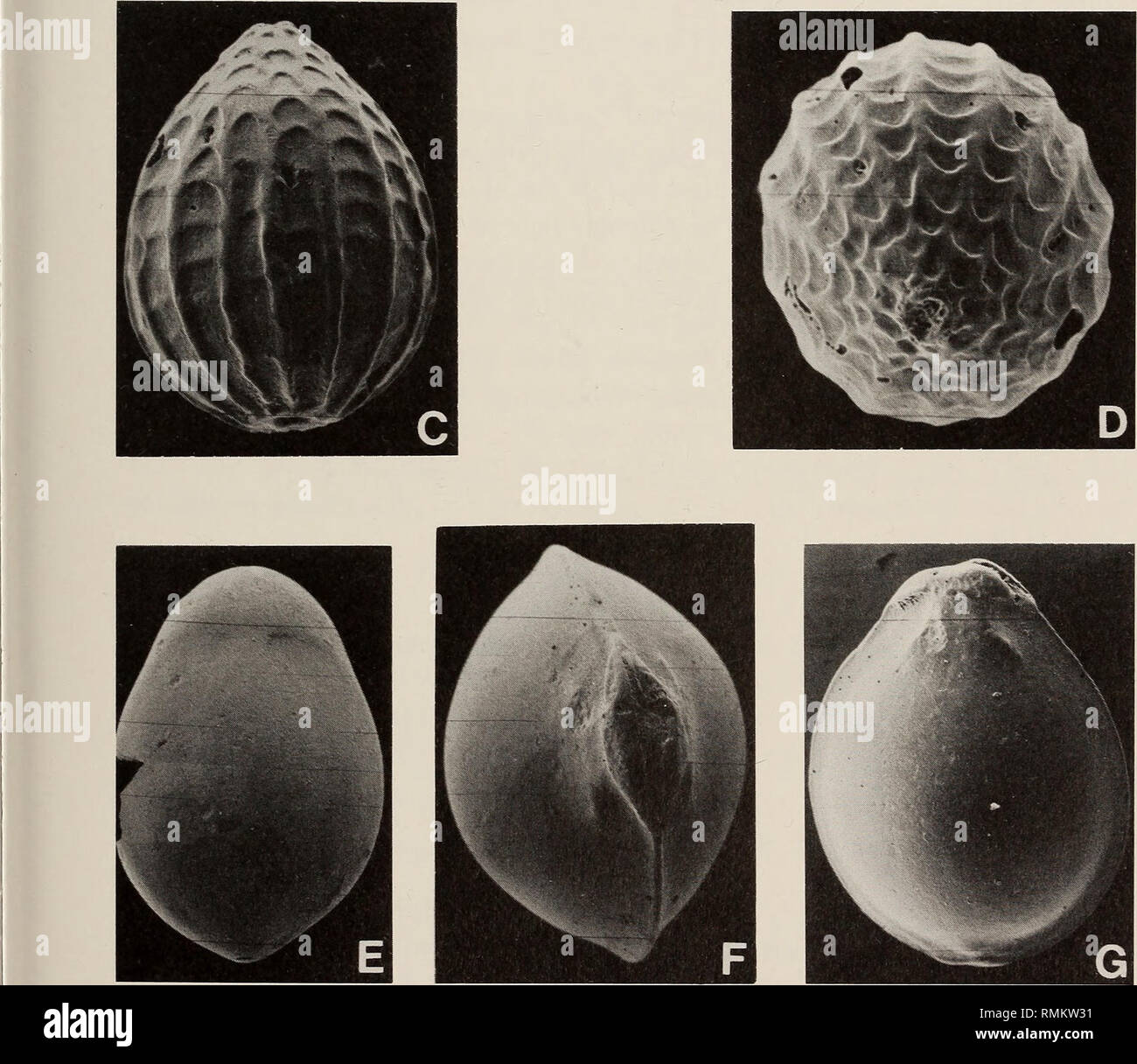 . Annals of the South African Museum = Annale van die Suid-Afrikaanse Museum. Natural history. Fig. 8. A-B. Oolina sp. A. A. Apertural view, CTC 4. x 156. B. Apertural view, same specimen as Figure 7H. x 173. C-D. Oolina squamososulcata (Heron-Allen &amp; Earland). C. Side view, CTC 4. x 206. D. Apertural view, same specimen, x 246. E. Fissurina lucida (Williamson). Side view, CTC 3. x 327. F-G. Fissurina cf. F. marginata (Walker &amp; Boys). F. Apertural view, CTC 3. x 204 G. Side view, same specimen, x 161.. Please note that these images are extracted from scanned page images that may have b Stock Photo