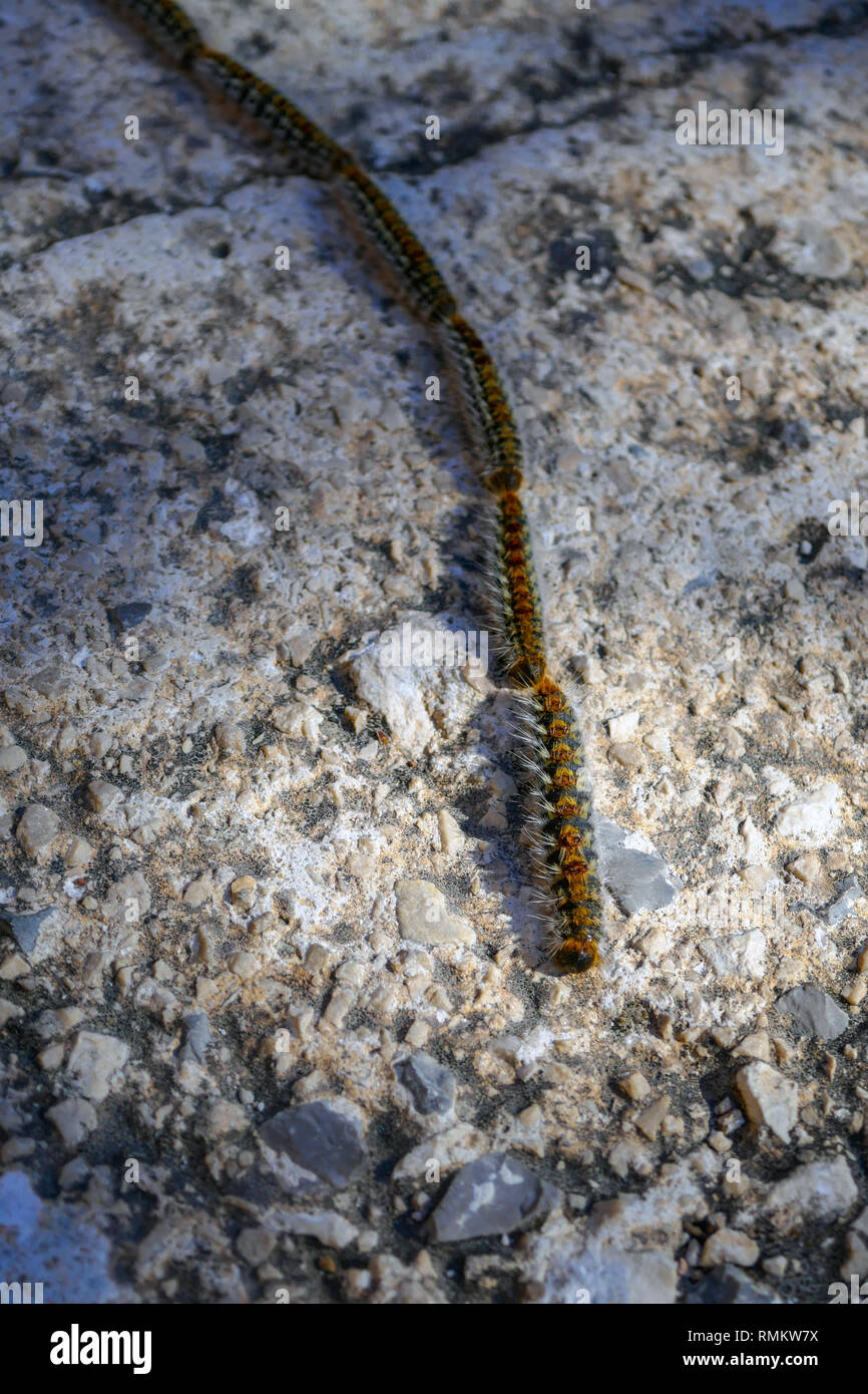 Pine Processionary Caterpillars On The Move Latin Name Thaumetopoea Pityocampa Thaumetopoeidae Migrating Benidorm Spain Stock Photo Alamy