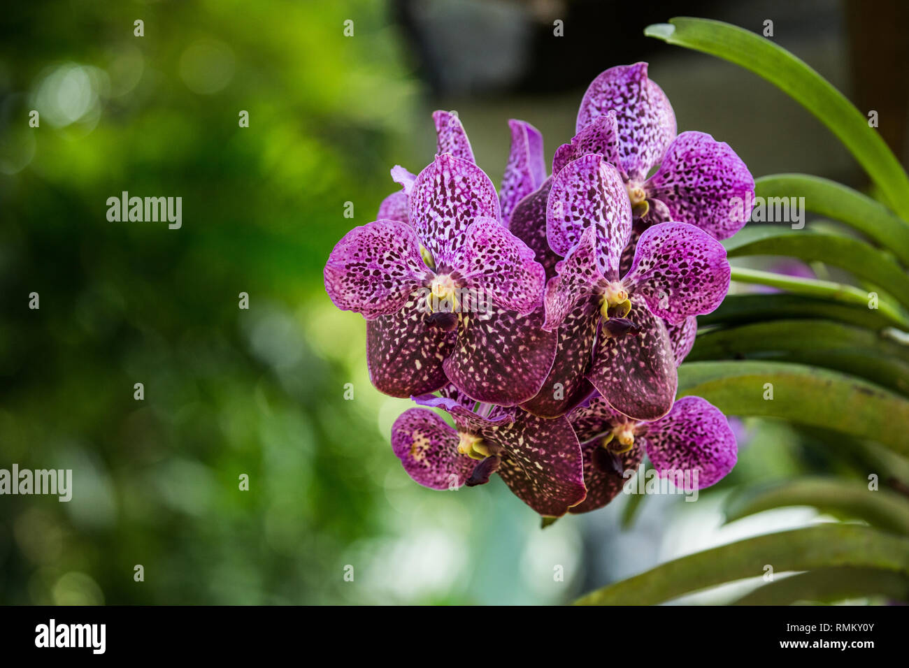 Close up of a flowering purple Orchid at the botanic garden on Mahe Island, Seychelles Stock Photo