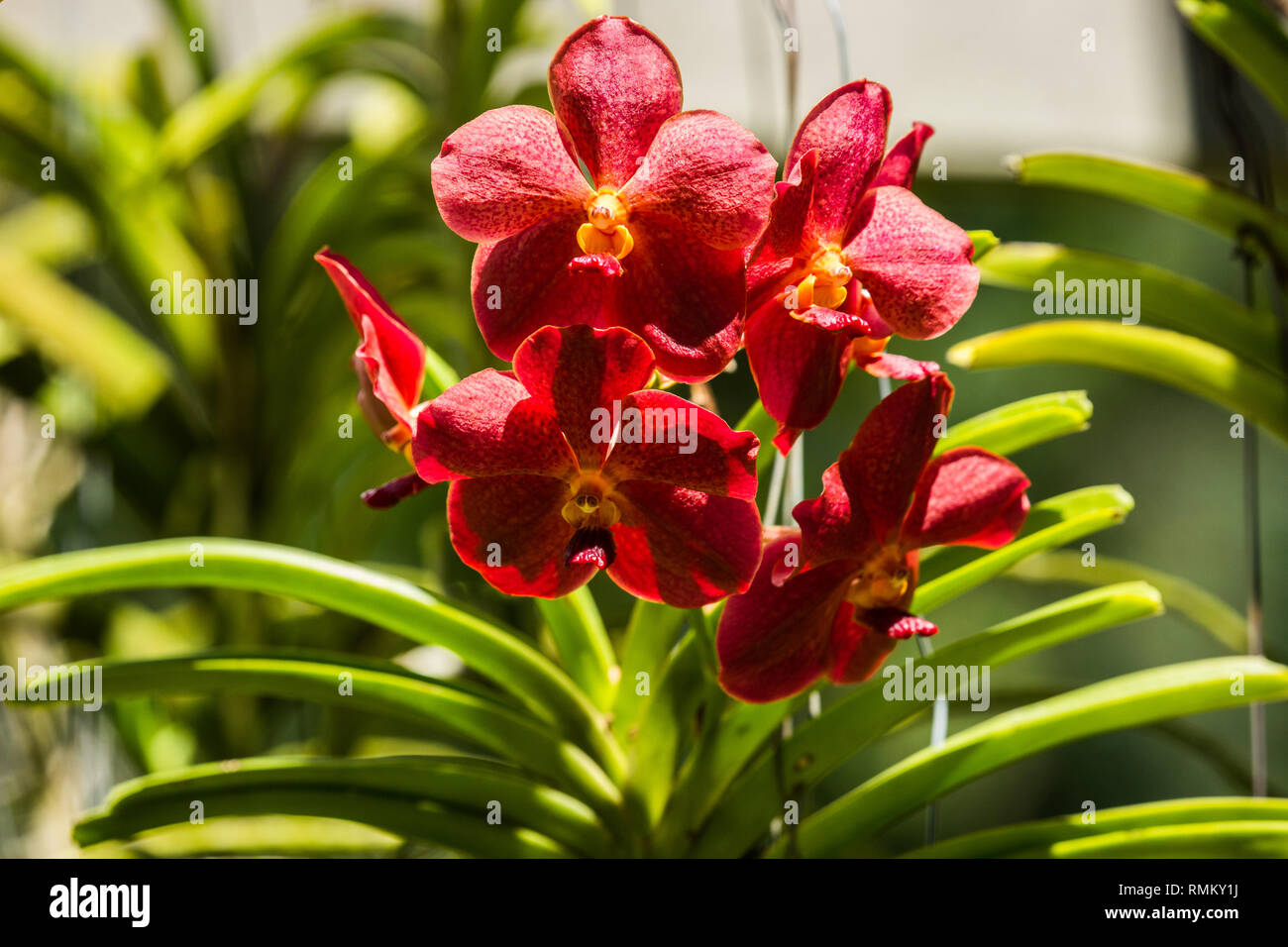 Close up of a flowering Red Orchid at the botanic garden on Mahe Island, Seychelles Stock Photo