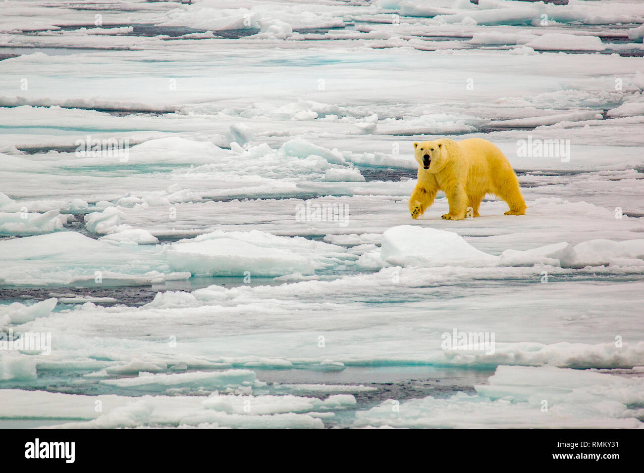 A Polar Bear (Ursus maritimus) hunting seals on rotten sea ice off the north coast of Spitsbergen, Svalbard only 500 miles from the North Pole. Climat Stock Photo