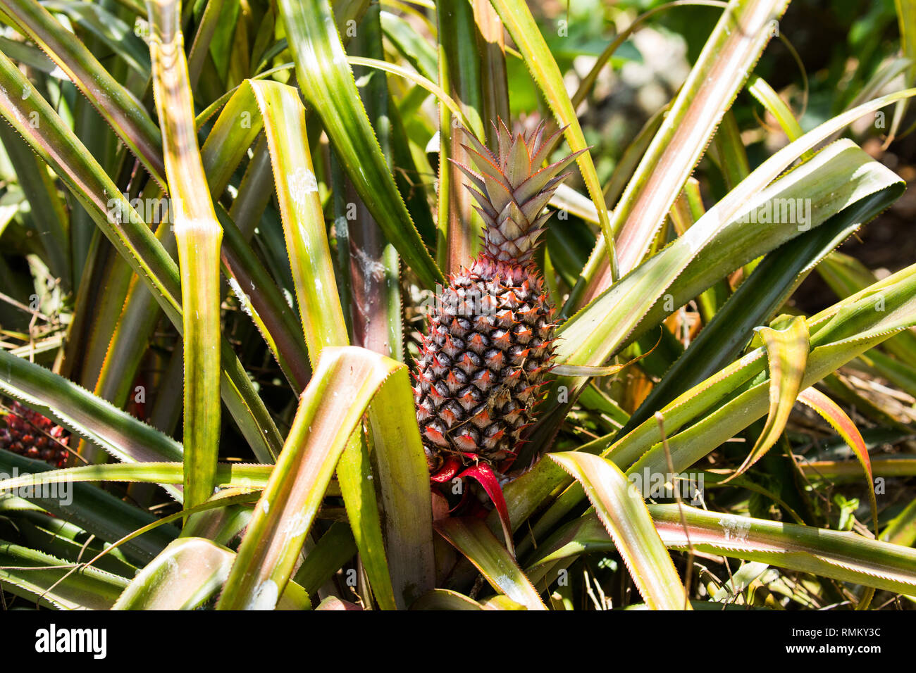 Pineapple plant with fruit Closeup Stock Photo Alamy