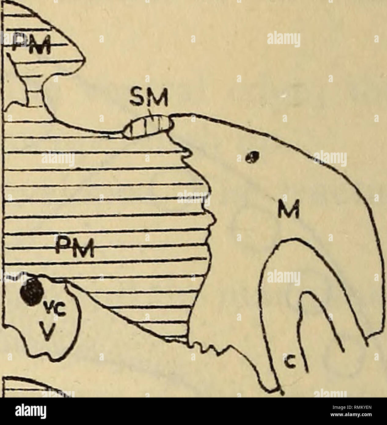 Annals Of The South African Museum Annale Van Die Suid Afrikaanse Museum Natural History 254 Annals Of The South African Museum Edge Of The Septomaxilla Lies The Inner Opening Of The Annals Of The South African Museum Annale Van Die Suid Afrikaanse Museum Natural History 254 Annals Of The South African Museum Edge Of The Septomaxilla Lies The Inner Opening Of The