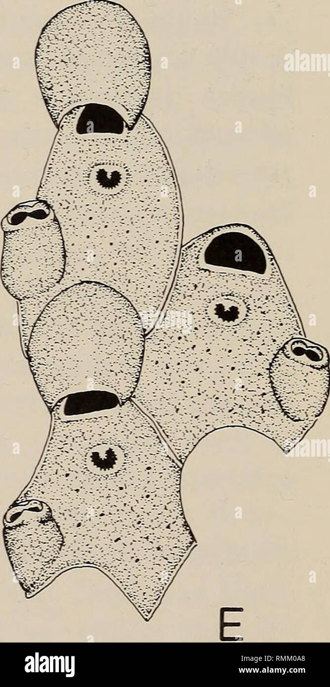 . Annals of the South African Museum = Annale van die Suid-Afrikaanse Museum. Natural history. D. Fig. 11. A-B. Bifaxaria longicaulis Harmer. A. The proximal part of the colony showing rhizoids with their tuber-like swellings. B. The worn, main part of the specimen. C. Bifaxaria submucronata Busk. Part of the specimen. D. Escharoides distincta sp. nov. A group of zooids, including one with an ovicell. E. Flustramorpha angusta sp. nov. A group of zooids. Scale = 0,5 mm for B, E; 1 mm for A, C-D.. Please note that these images are extracted from scanned page images that may have been digitally e Stock Photo
