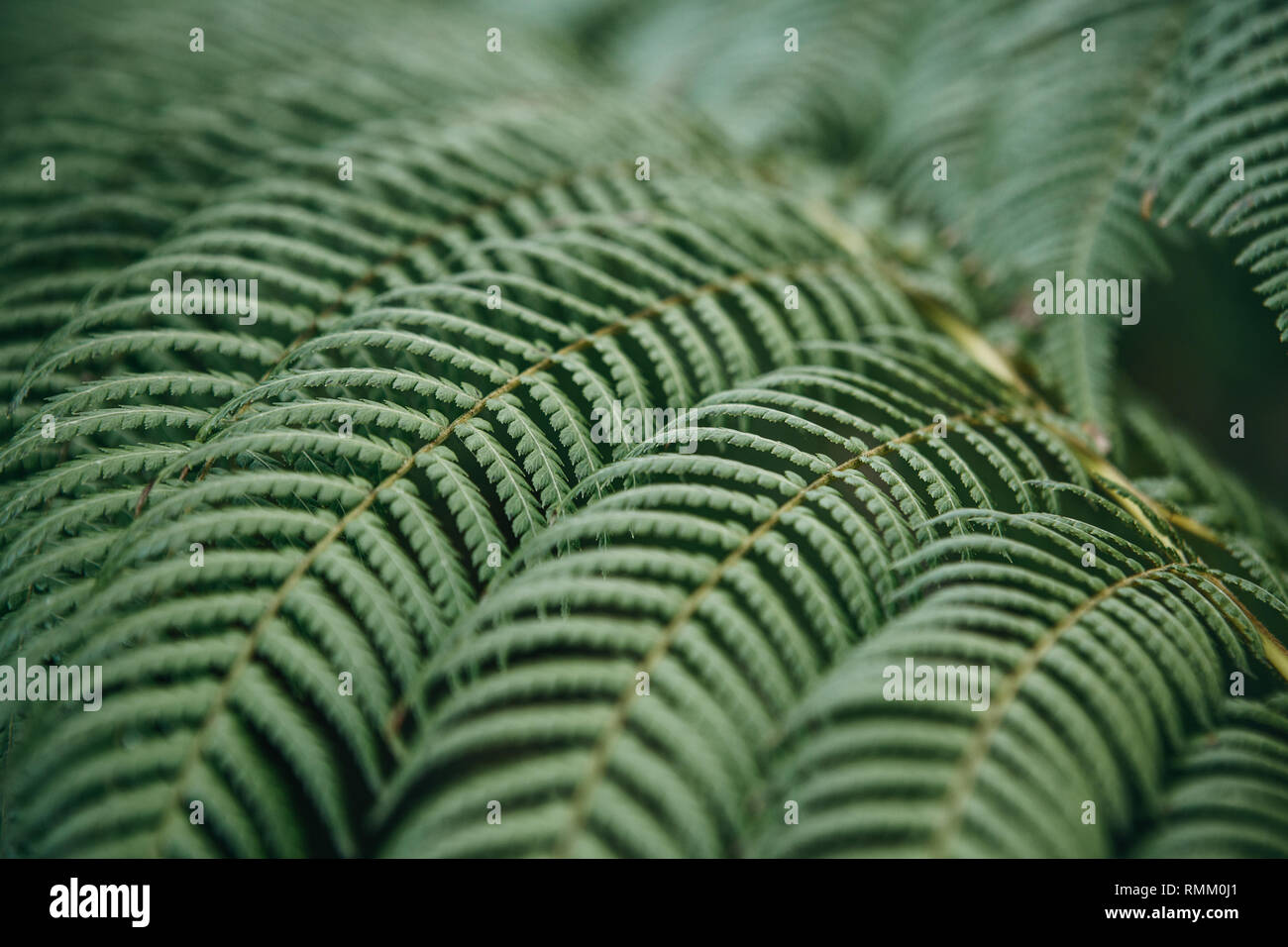 Fern leaves close-up background. Tropical plant in its natural environment. Stock Photo