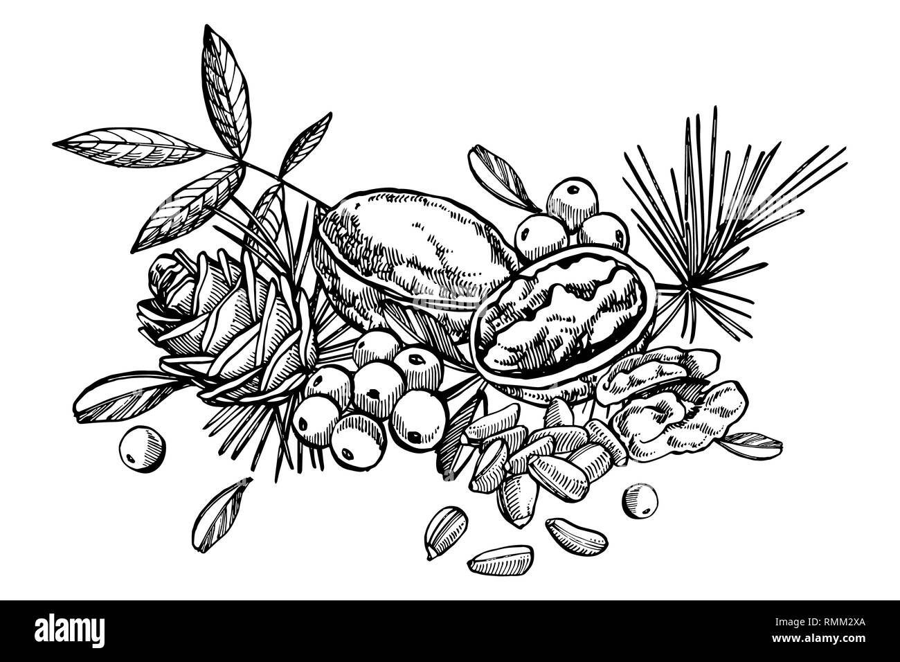 Cashew nuts, Hazelnut, Pine nuts, Walnuts and Nutmeg sketch illustrations. Hand drawn