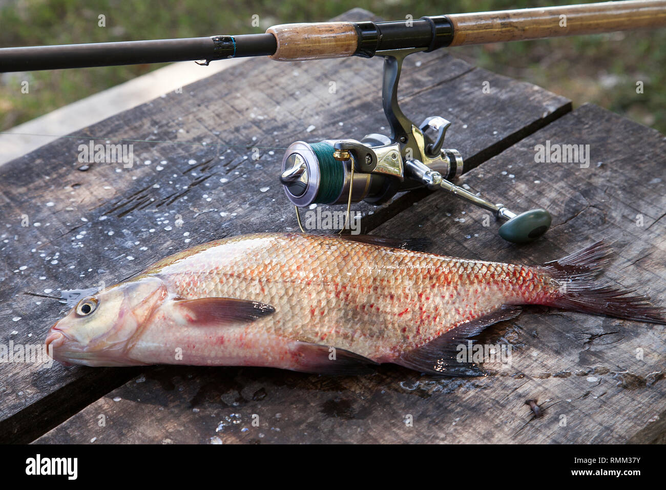 Fishing concept, trophy catch just taken from the water big