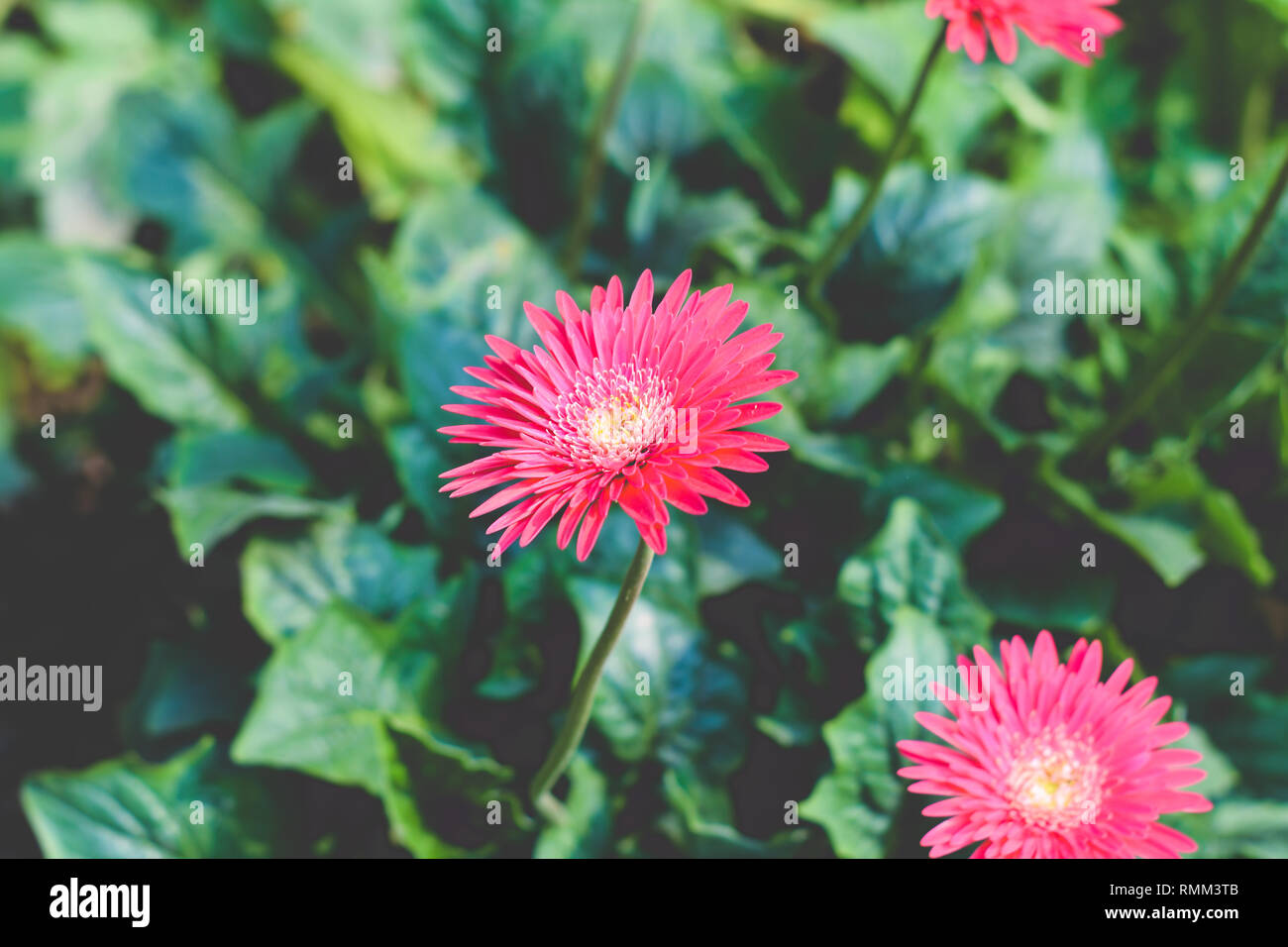 Two Barberton daisy gerbera with leaves in background. Known Transvaal daisy or Barbertonse madeliefie, Gerbera jamesonii is a species of flowering pl Stock Photo