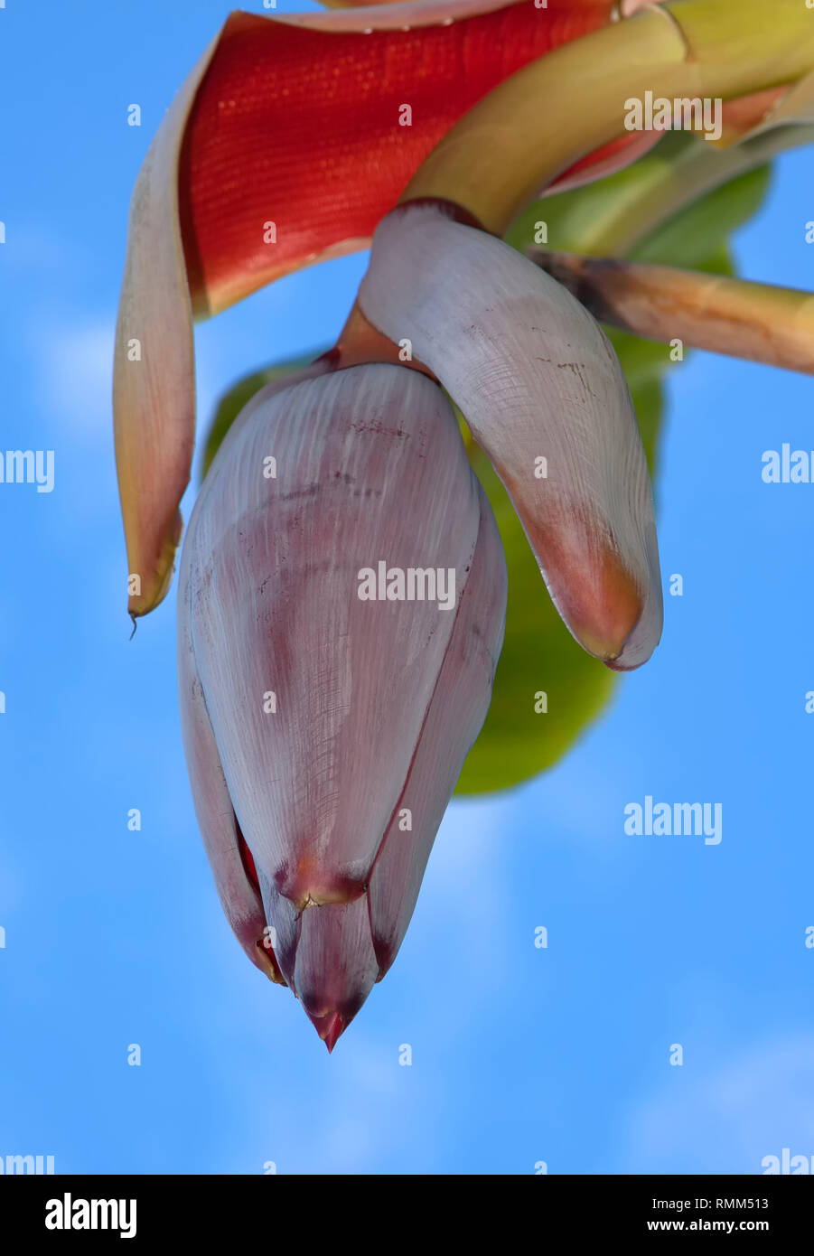 Bananas, banana tree (Musa), inflorescence and blossom, banana blossom