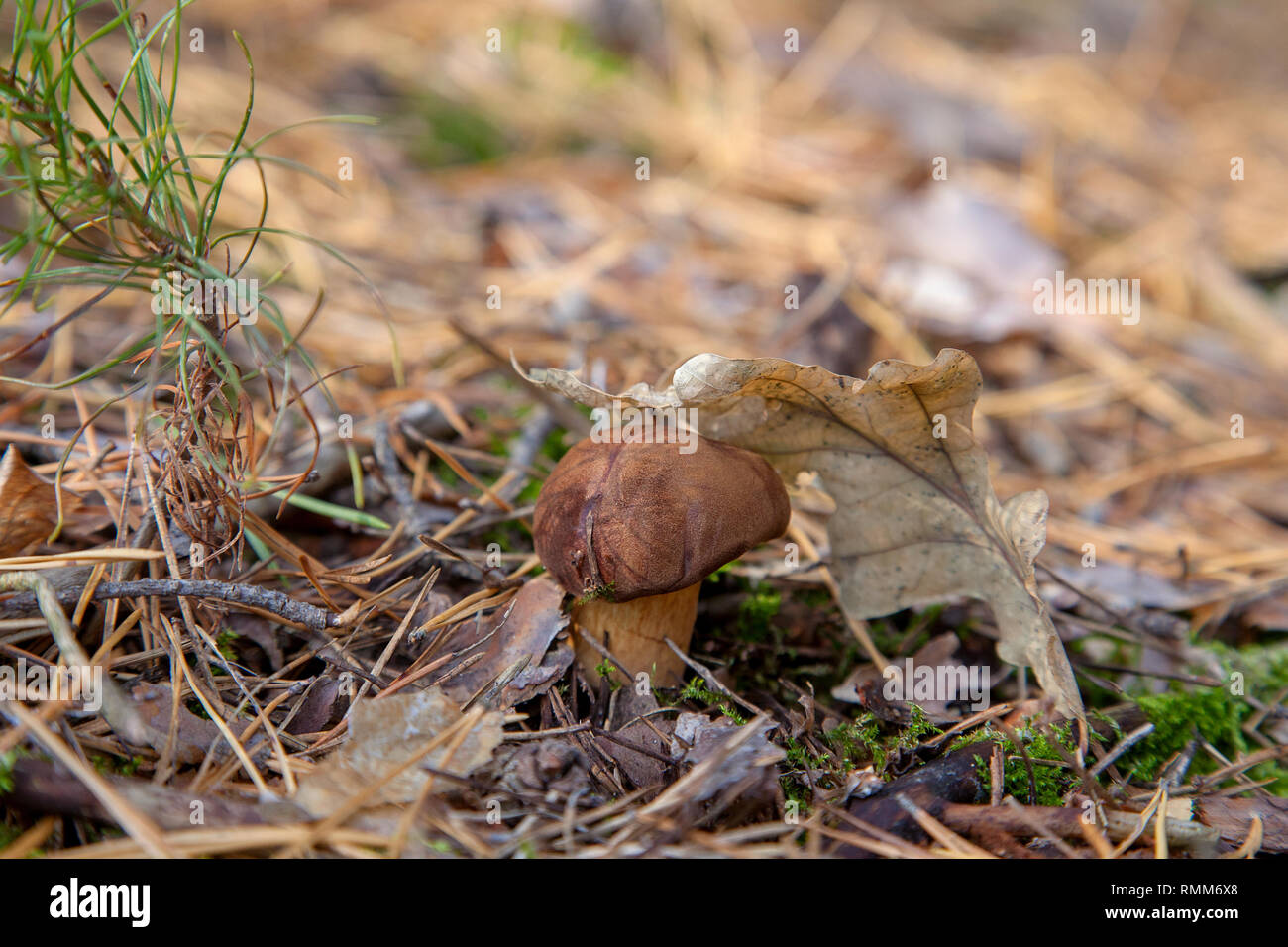 Edible wild mushroom with chestnut color cap and dry leaf on it in an autumn pine forest. Bay bolete  known as imleria badia or boletus badius mushroo Stock Photo